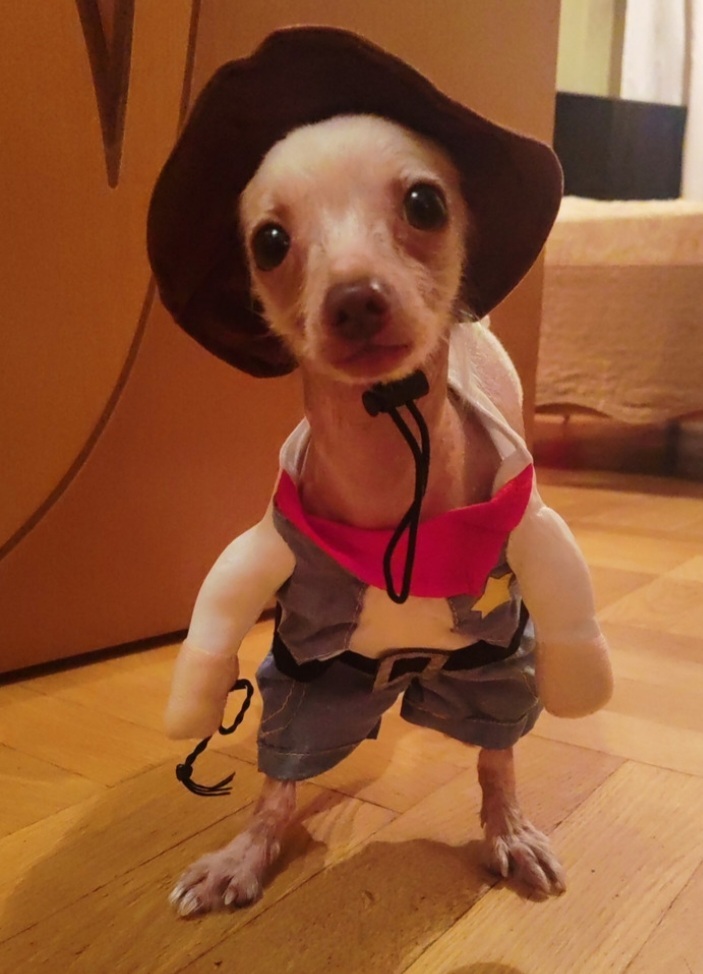 When I'm not in the mood, I open animal costume reviews. - The photo, cat, Dog, Costume, Longpost