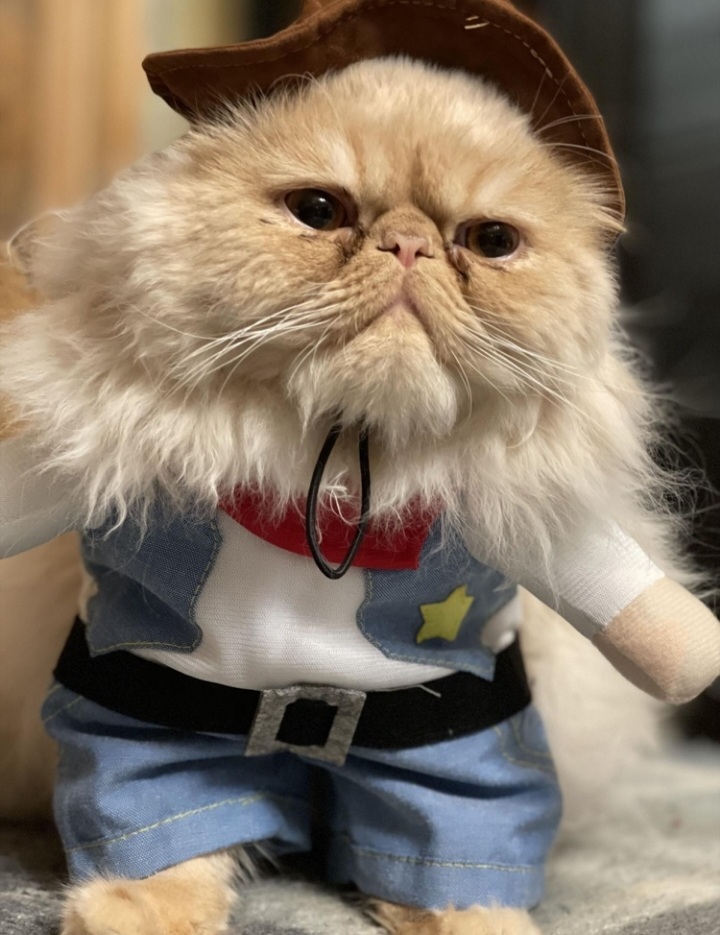 When I'm not in the mood, I open animal costume reviews. - The photo, cat, Dog, Costume, Longpost