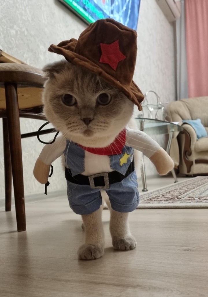 When I'm not in the mood, I open animal costume reviews. - The photo, cat, Dog, Costume, Longpost