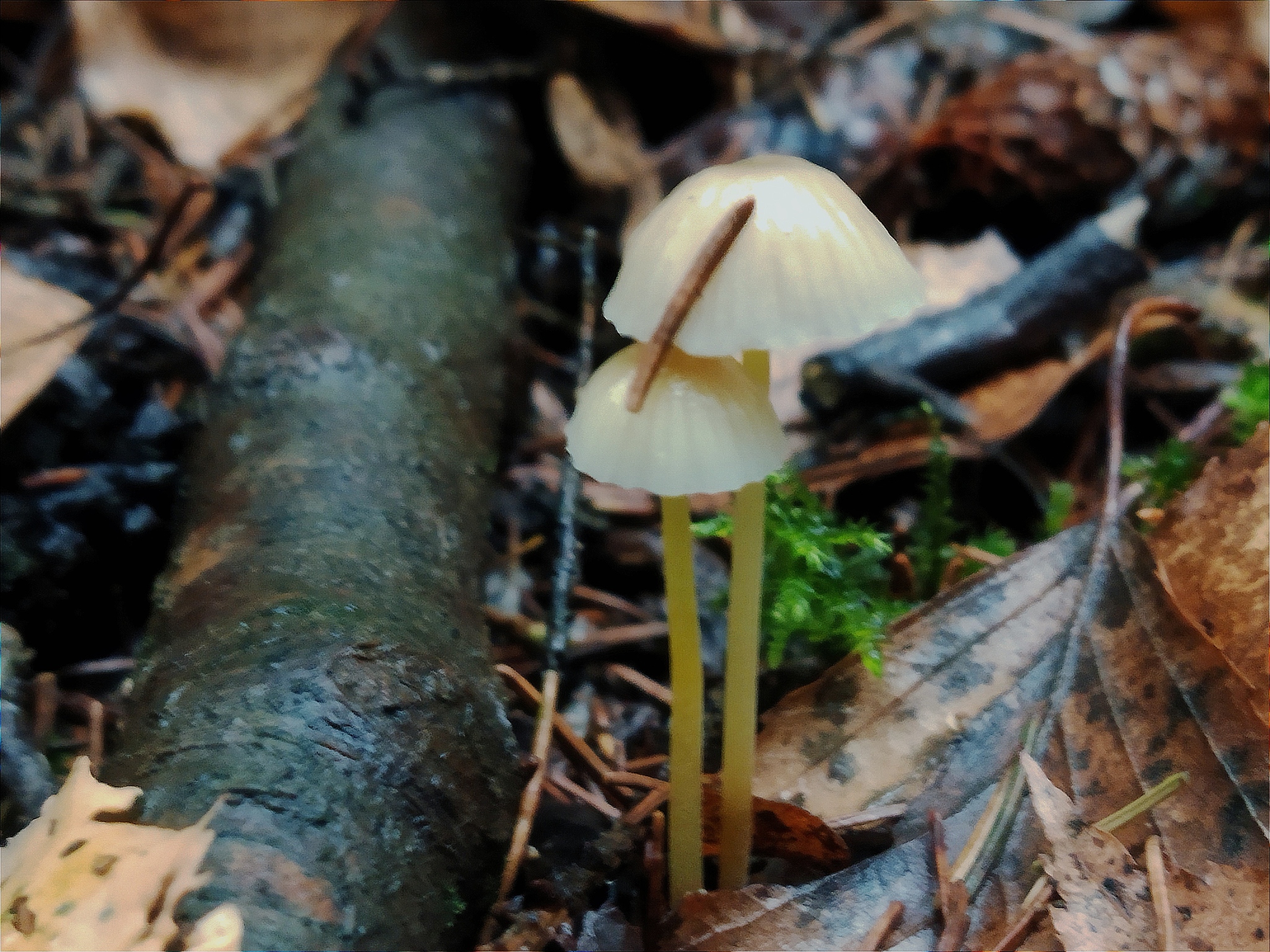 Walking with mycenae - My, Mobile photography, Mushrooms, Champignon, Toadstool, Autumn, Forest, Mushroom pickers, Longpost