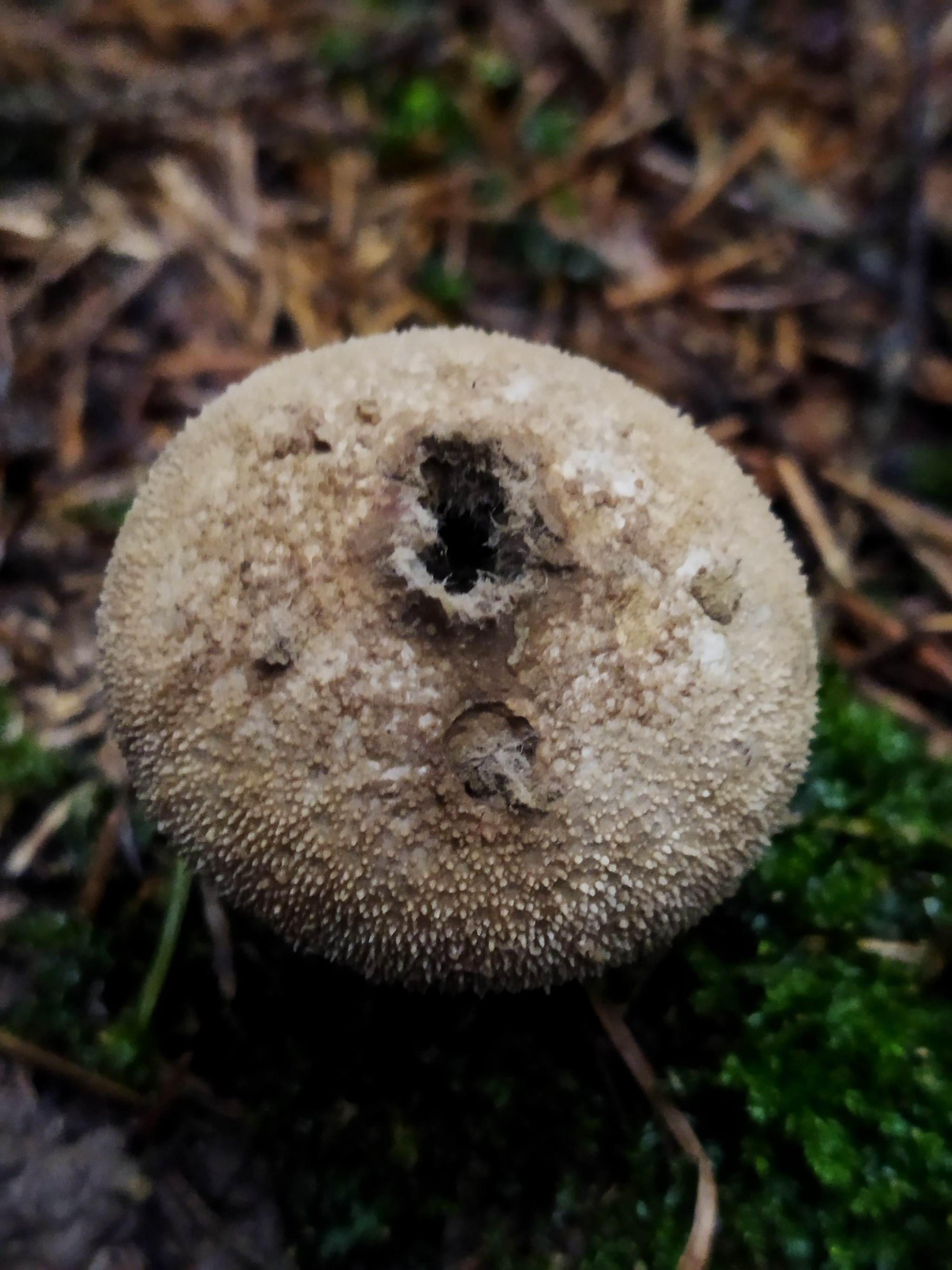 Walking with mycenae - My, Mobile photography, Mushrooms, Champignon, Toadstool, Autumn, Forest, Mushroom pickers, Longpost