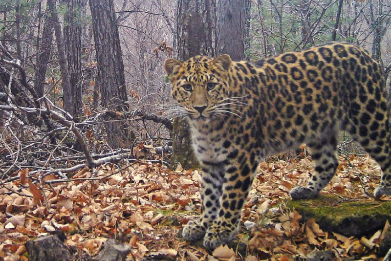 hung here - Far Eastern leopard, National park, Phototrap, Leopard, The photo, Primorsky Krai, wildlife, Big cats, Cat family, Predatory animals, Wild animals, Red Book, Rare view, beauty