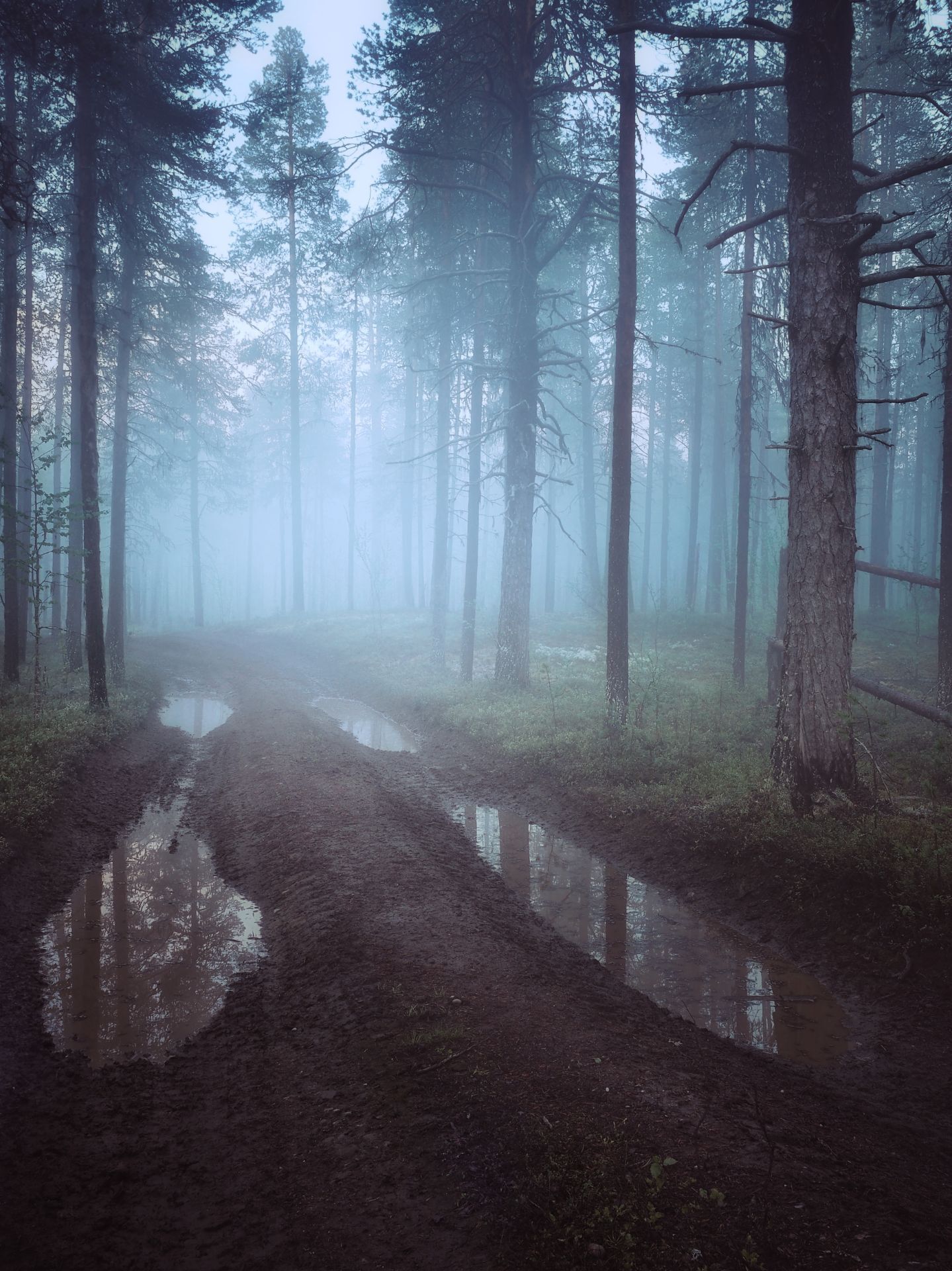 In the forest after the rain - My, The photo, Landscape, Fog, Travels, Forest, Nature