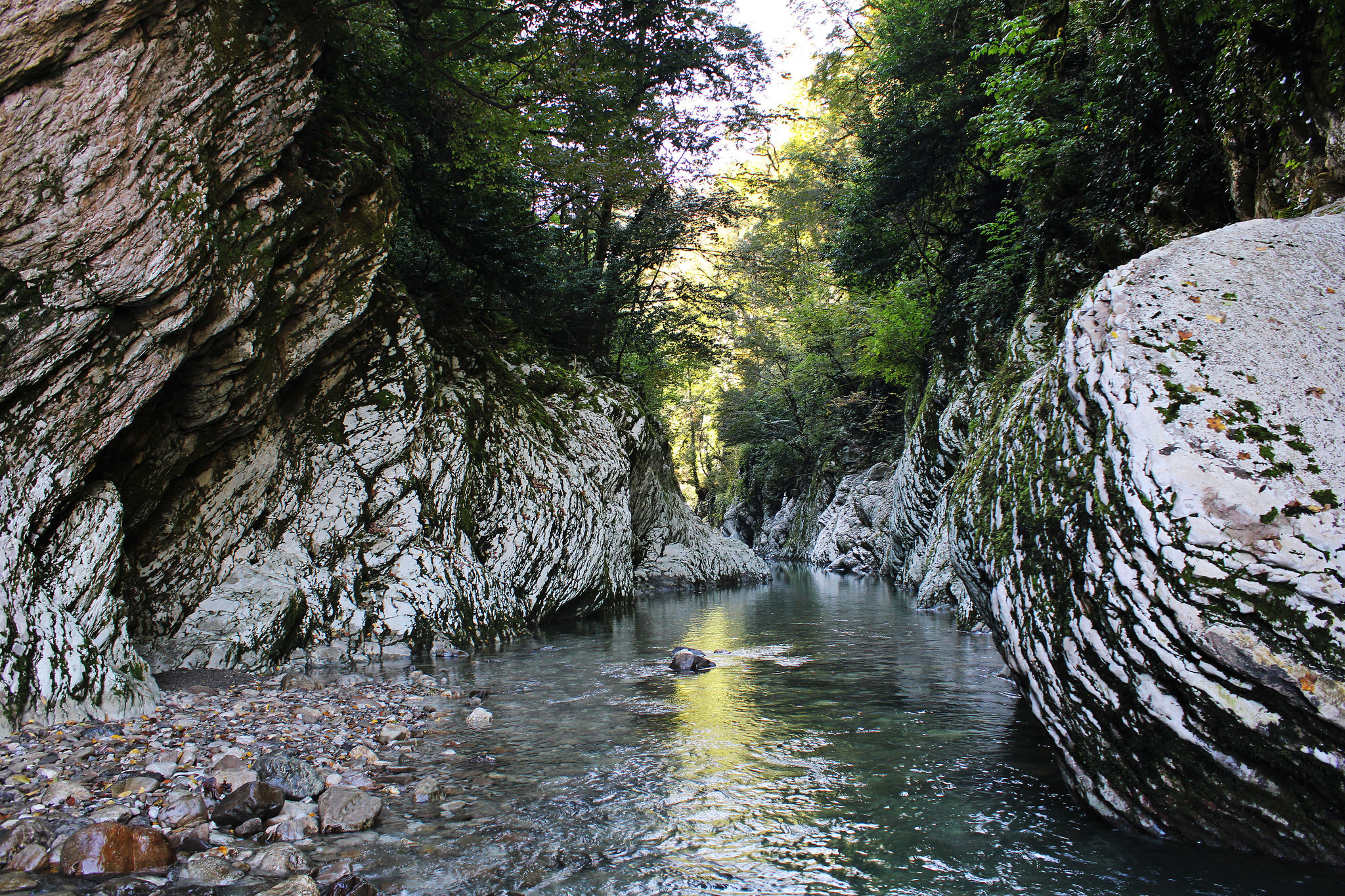 Sochi. Yew boxwood grove - My, Travel across Russia, Tourism, Sochi, The photo, Nature, Yew-boxwood grove, Longpost