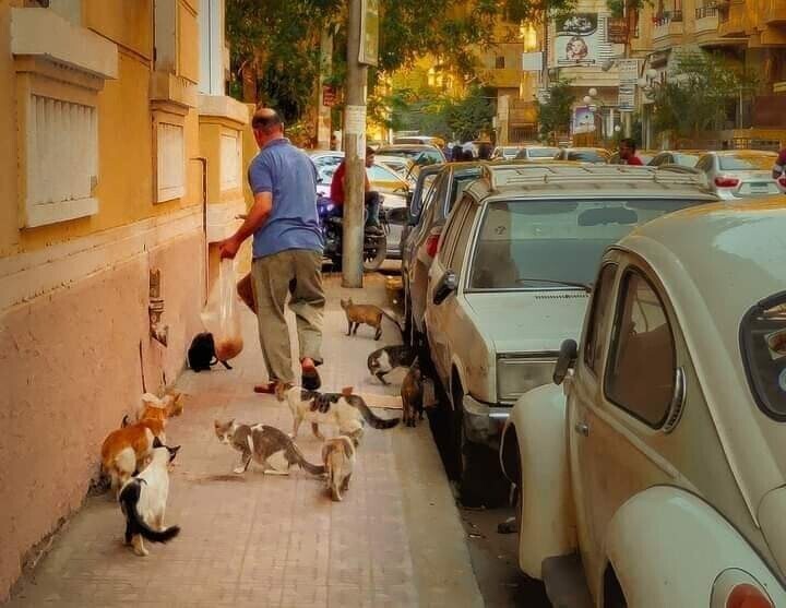 Угадай страну по фотке - Кот, Улица