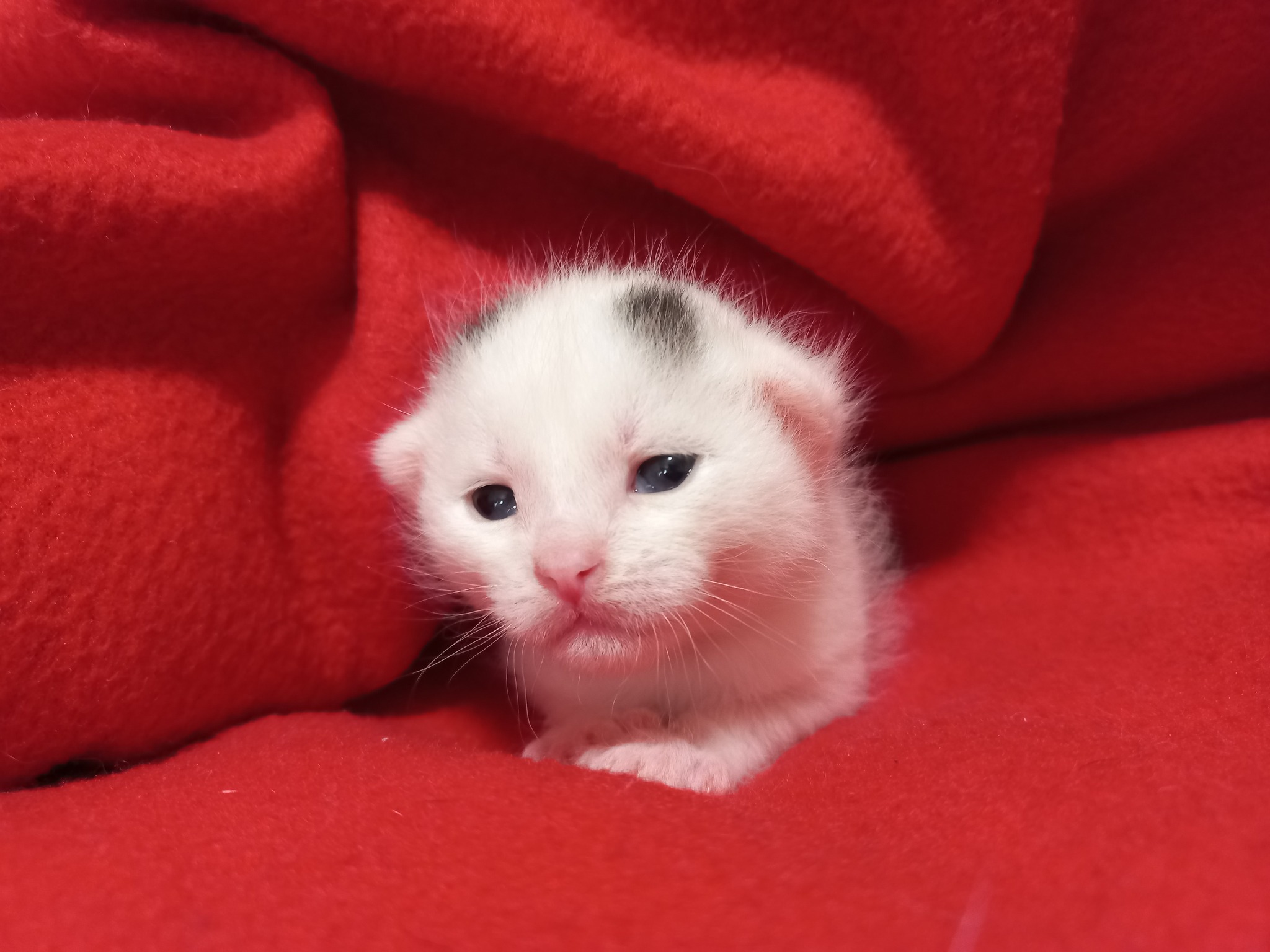 Kittens 14 days old - My, cat, Kittens, Milota, Pets, Animals, Cat pads, Pink, Black and white, Cat family, Tricolor cat, Longpost