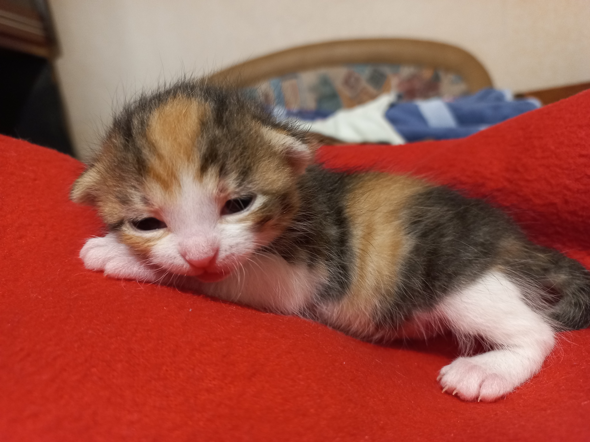 Kittens 14 days old - My, cat, Kittens, Milota, Pets, Animals, Cat pads, Pink, Black and white, Cat family, Tricolor cat, Longpost