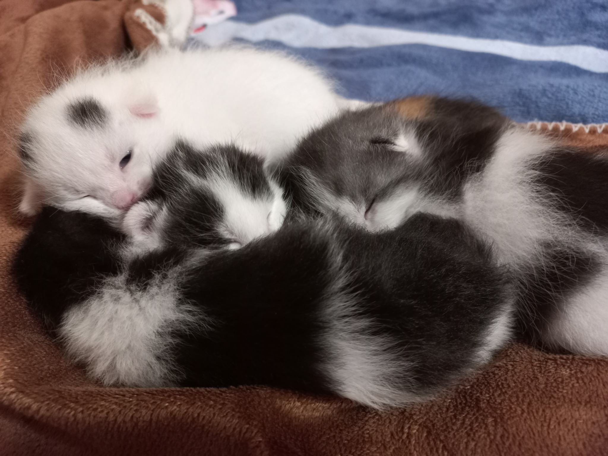 Kittens 14 days old - My, cat, Kittens, Milota, Pets, Animals, Cat pads, Pink, Black and white, Cat family, Tricolor cat, Longpost