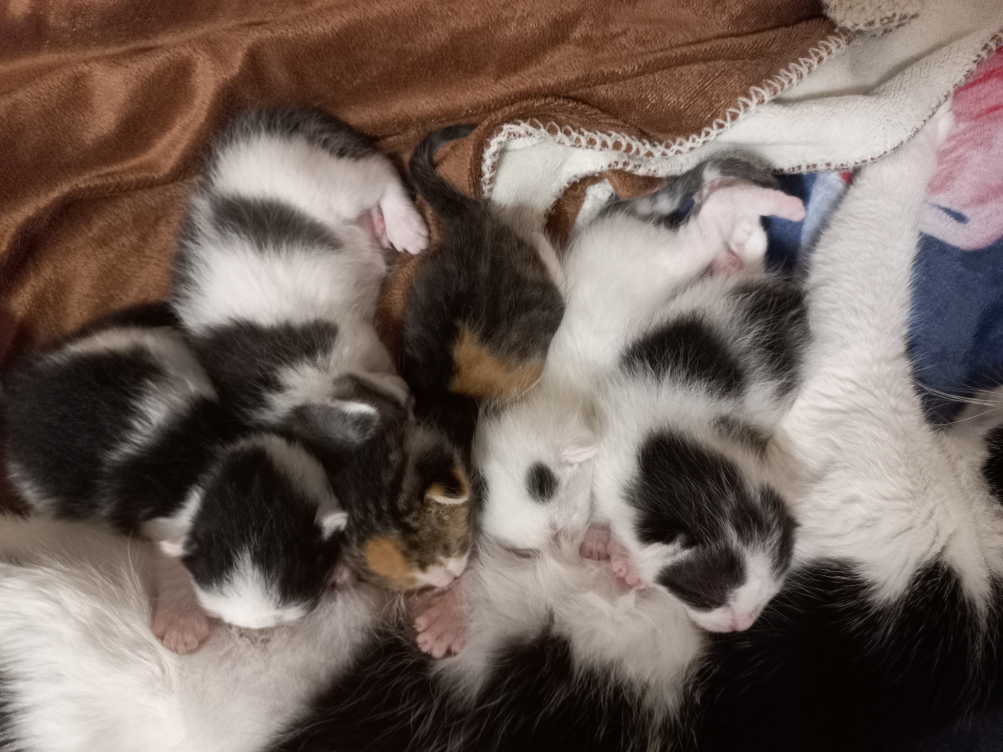 Kittens 14 days old - My, cat, Kittens, Milota, Pets, Animals, Cat pads, Pink, Black and white, Cat family, Tricolor cat, Longpost