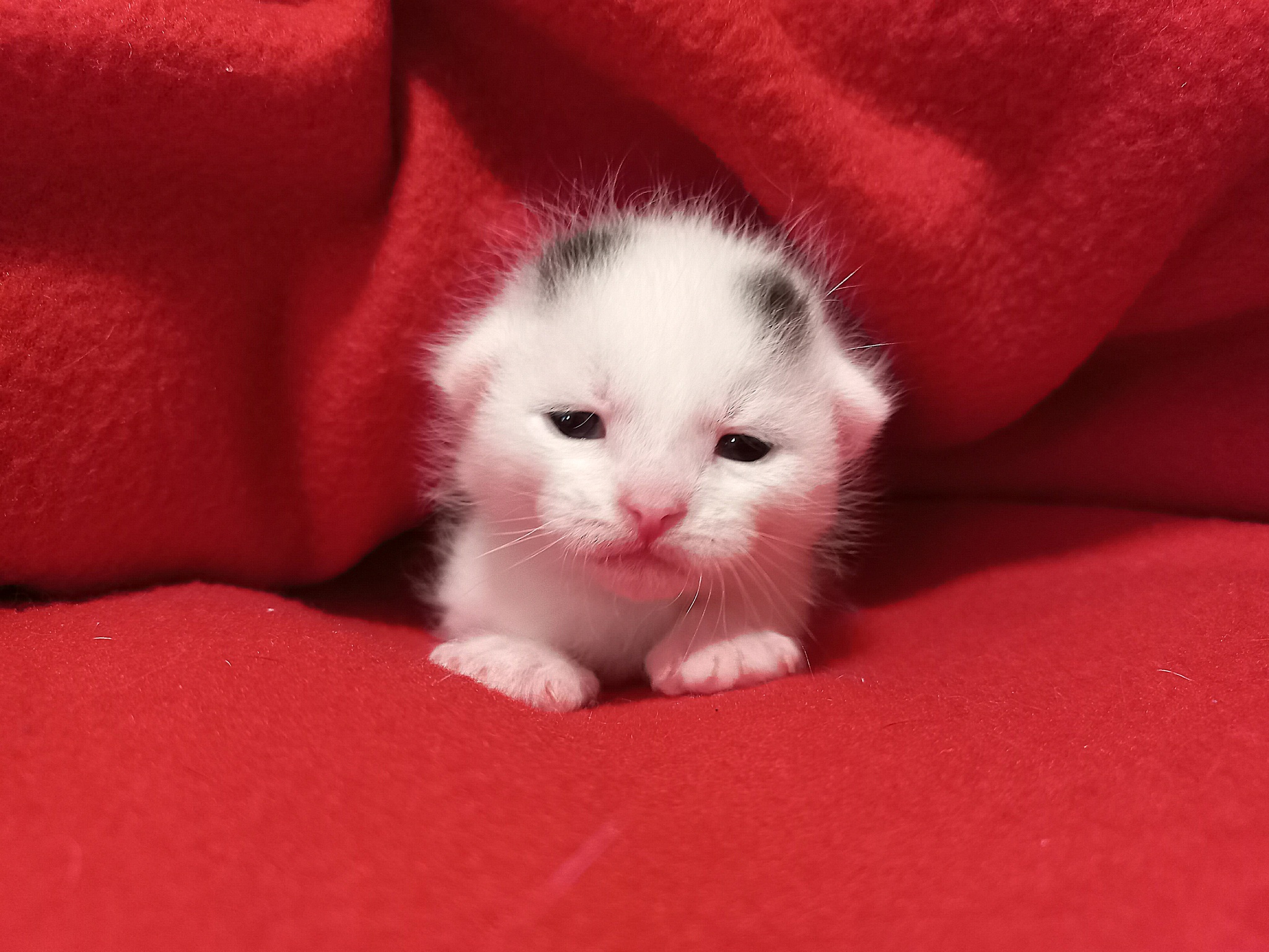 Kittens 14 days old - My, cat, Kittens, Milota, Pets, Animals, Cat pads, Pink, Black and white, Cat family, Tricolor cat, Longpost