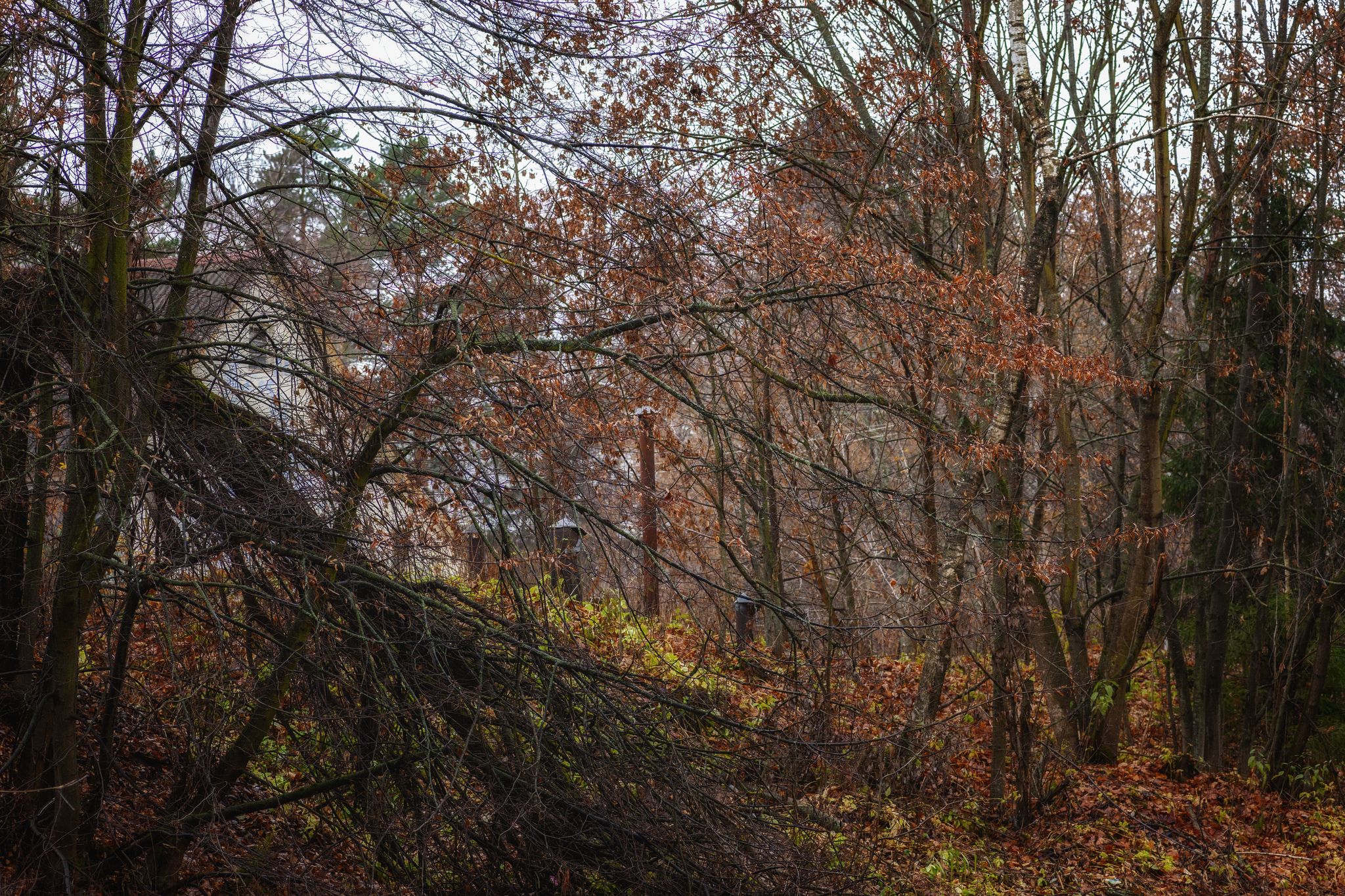 House in the thicket - My, The photo, Nature, Forest, Tree, Autumn