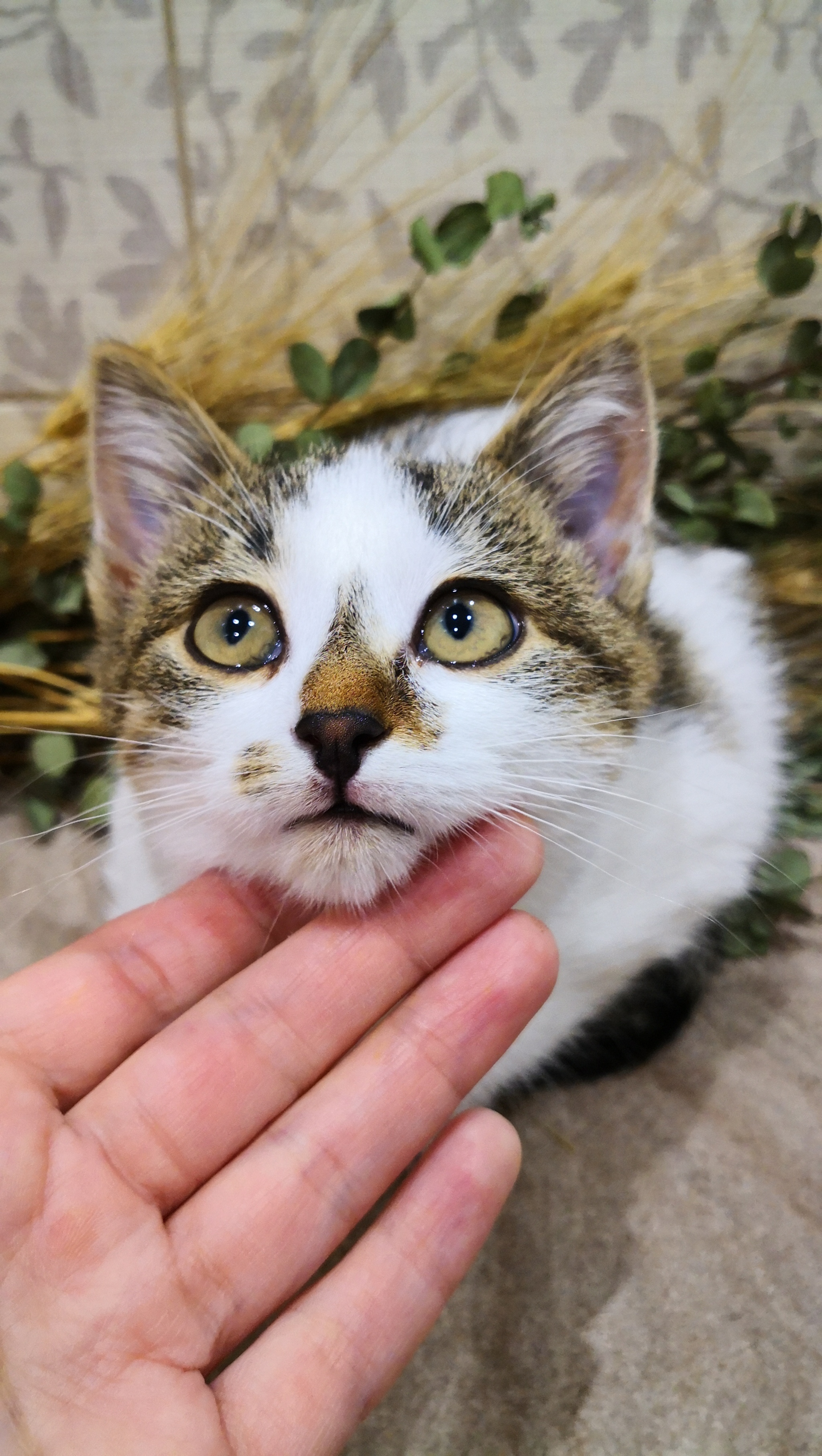 Котятам срочно нужен дом! Москва и МО [все котята нашли дом] | Пикабу