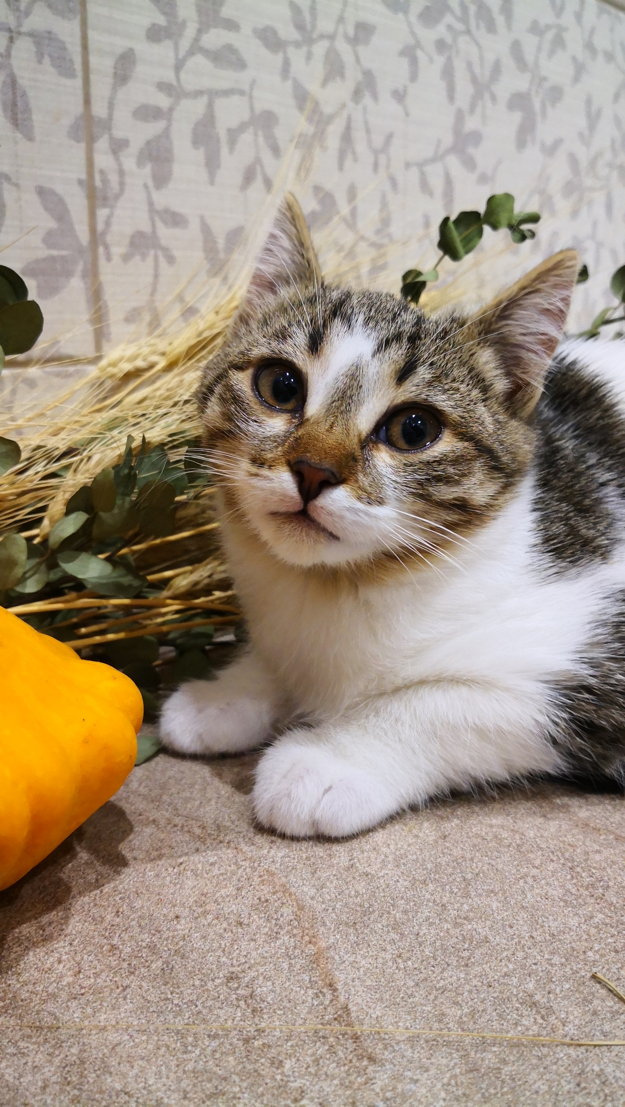 Котятам срочно нужен дом! Москва и МО [все котята нашли дом] - Кот, В добрые руки, Без рейтинга, Помощь, Волонтерство, Спасение животных, Длиннопост