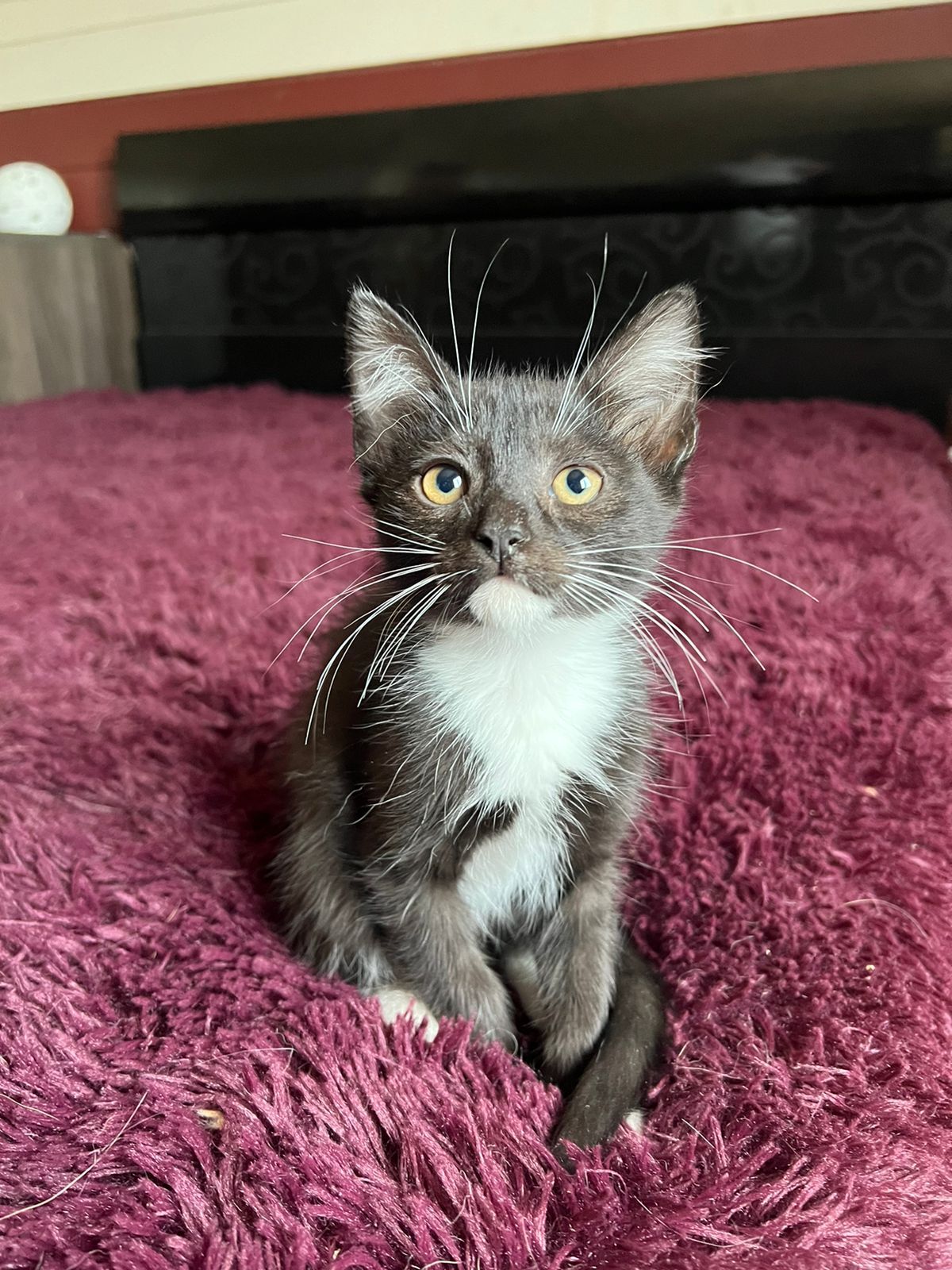 Zen-learning Shanti Kitten is looking for her family! - My, Helping animals, Animal shelter, In good hands, Overexposure, Homeless animals, Veterinary, Animal Rescue, Shelter, Moscow region, Moscow, No rating, cat, Kittens, Pets, Love, Zen, Happiness, Kindness, A life, Longpost