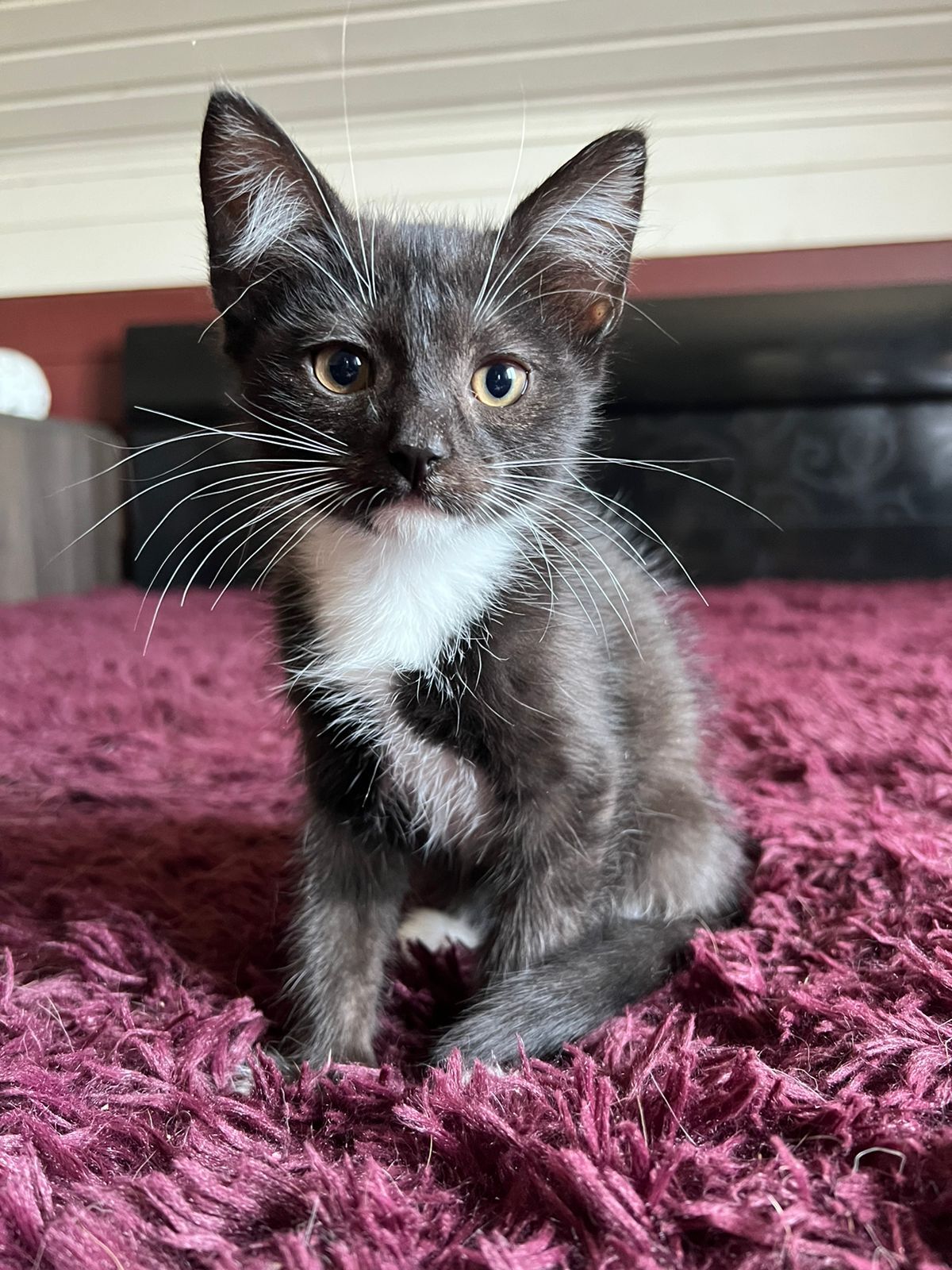 Zen-learning Shanti Kitten is looking for her family! - My, Helping animals, Animal shelter, In good hands, Overexposure, Homeless animals, Veterinary, Animal Rescue, Shelter, Moscow region, Moscow, No rating, cat, Kittens, Pets, Love, Zen, Happiness, Kindness, A life, Longpost