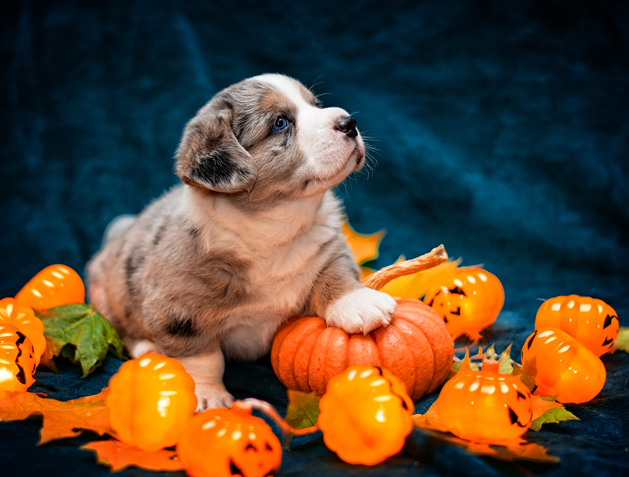 Rocky celebrates Halloween - My, Welsh Corgi Cardigan, Halloween, Puppies, Dog