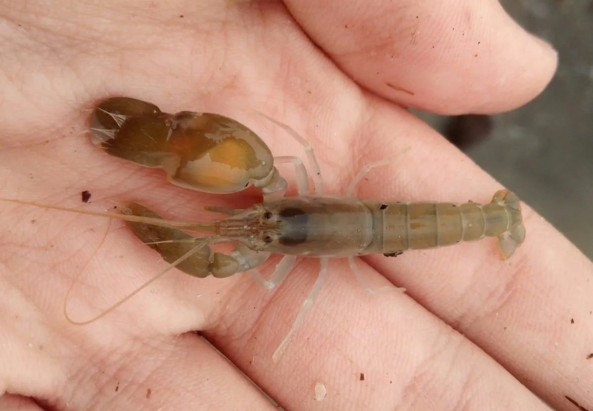 pistol shrimp - My, Informative, Animals, Crustaceans, Crayfish