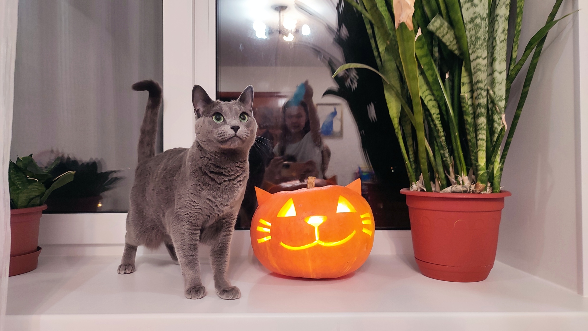 pumpkin spas - My, Russian blue, cat, Pumpkin, Halloween pumpkin