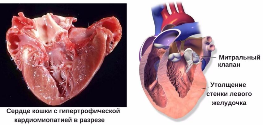 Гипертрофическая кардиомиопатия кошек, болезнь, которую не увидишь без врача - Ветеринария, Малые кошки, Сердце, Длиннопост