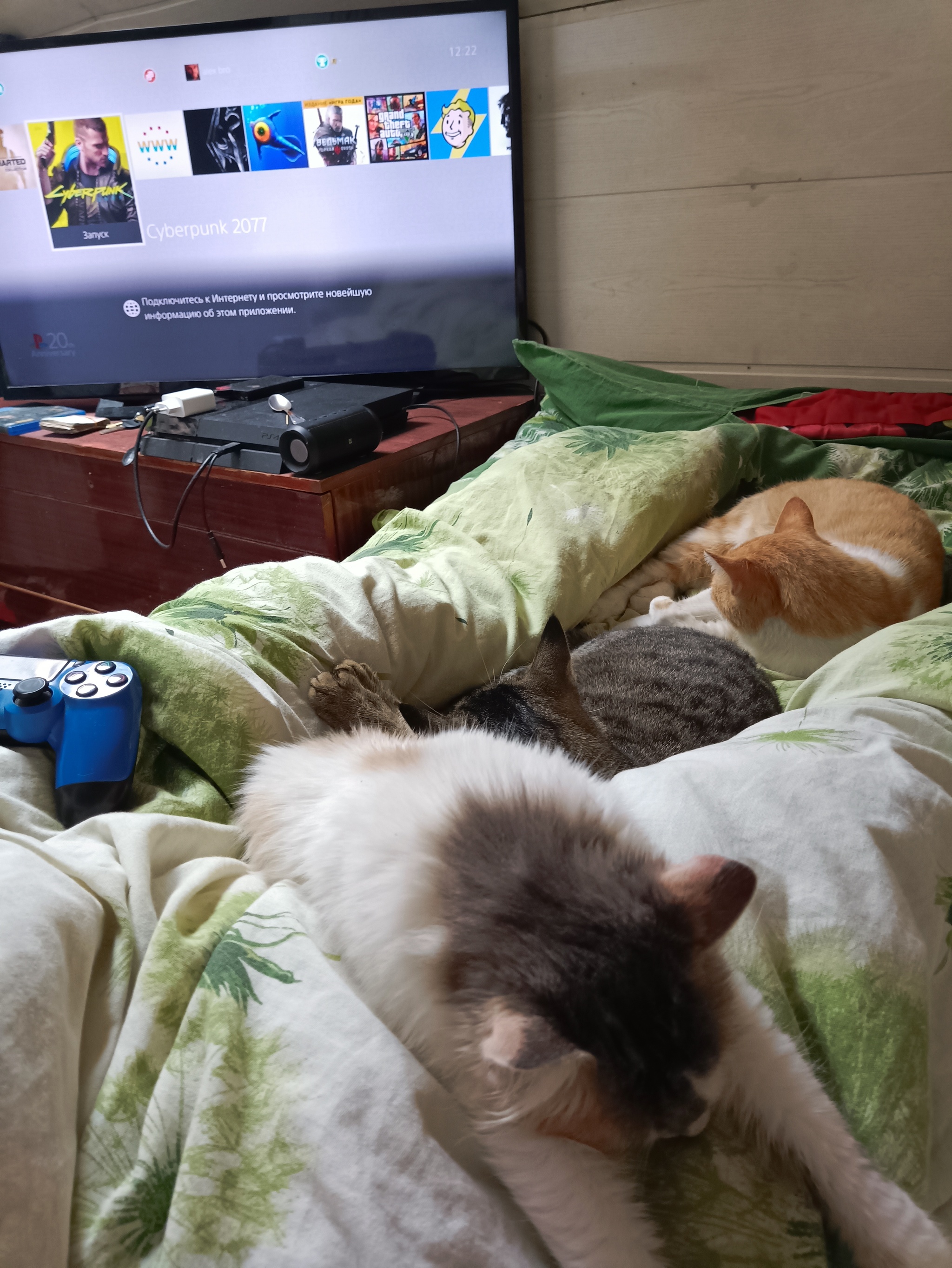 Weekend at the cottage - My, Playstation 4, Cyberpunk 2077, Relaxation, Longpost, cat