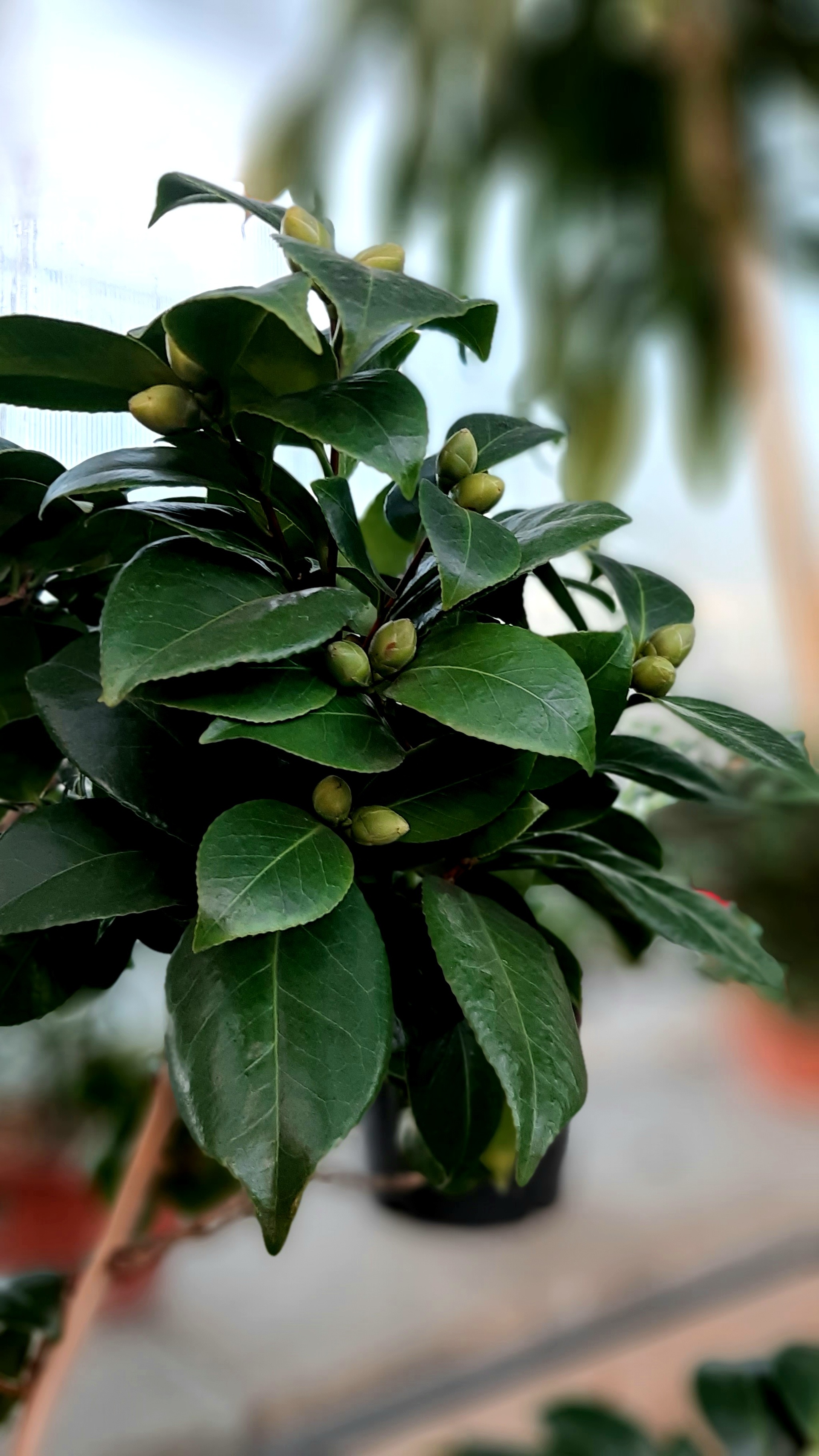 A corner of warmth in the cold - My, Greenhouse, Botanical Garden, City walk, Plants, Houseplants, Bloom, Garden, Gardening, Vegetable garden on the windowsill, Longpost