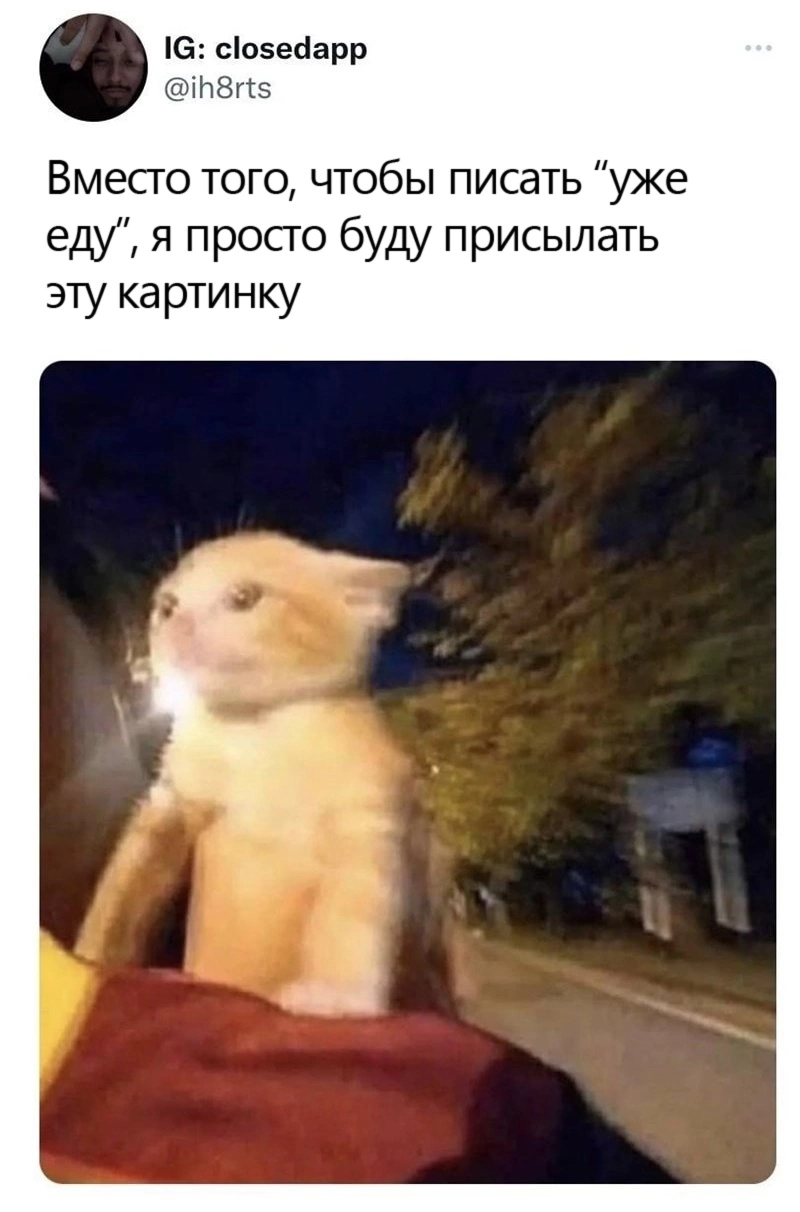 Уже еду - Юмор, Скриншот, Twitter, Кот