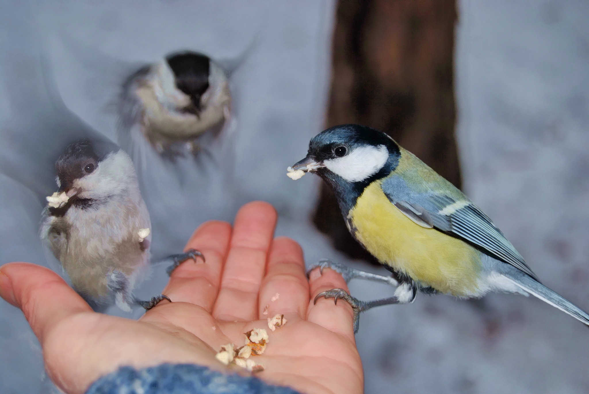 live line) - My, The photo, Siberia, Mood, Birds, Tit, Chickadee