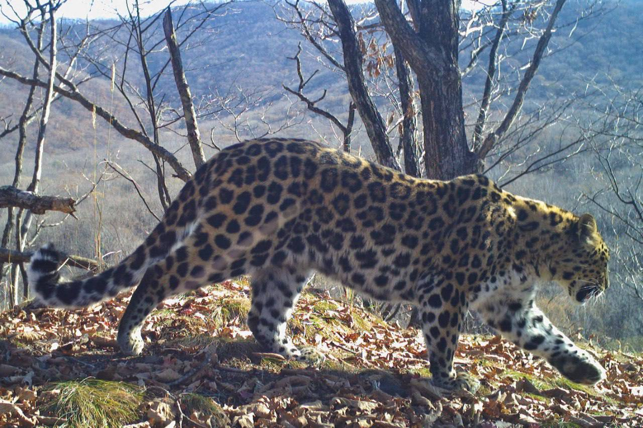 Cinnamon - Far Eastern leopard, beauty, National park, Leopard, Primorsky Krai, The photo, Phototrap, wildlife, Wild animals, Predatory animals, Big cats, Cat family, Rare view, Red Book, Cinnamon, Longpost