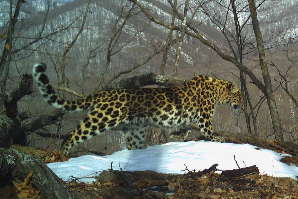 Cinnamon - Far Eastern leopard, beauty, National park, Leopard, Primorsky Krai, The photo, Phototrap, wildlife, Wild animals, Predatory animals, Big cats, Cat family, Rare view, Red Book, Cinnamon, Longpost