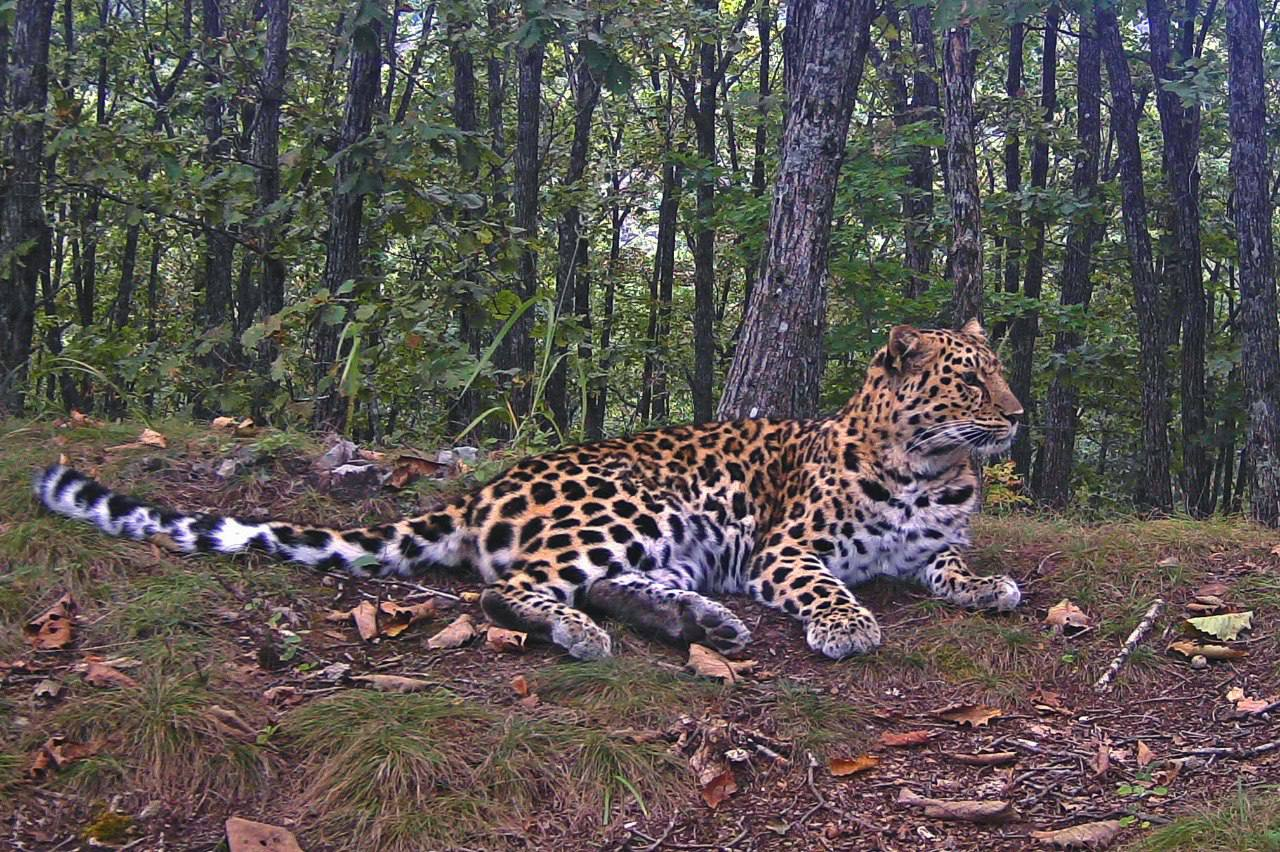 Cinnamon - Far Eastern leopard, beauty, National park, Leopard, Primorsky Krai, The photo, Phototrap, wildlife, Wild animals, Predatory animals, Big cats, Cat family, Rare view, Red Book, Cinnamon, Longpost