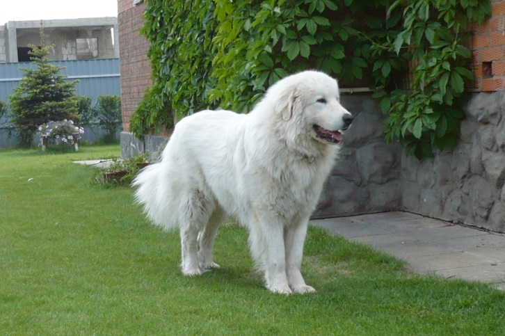 Pyrenean mountain dog or how to get a polar bear at home! - Dog, Puppies, Cynology, Longpost, Pyrenean Mountain Dog