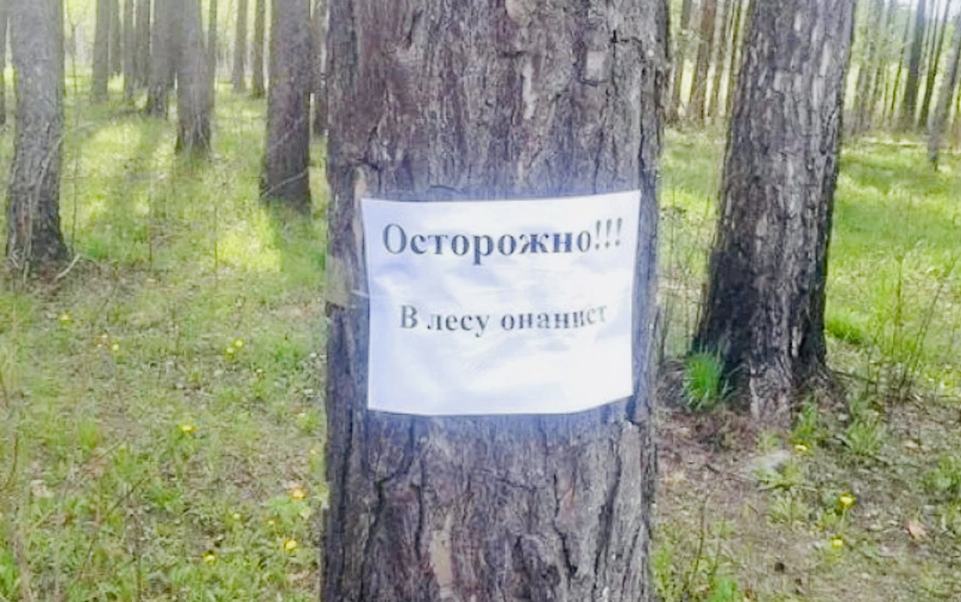 Хочу в лес. Осторожно лес. Осторожнее в лесу. Осторожно в лесу онанист. Берегись лес.