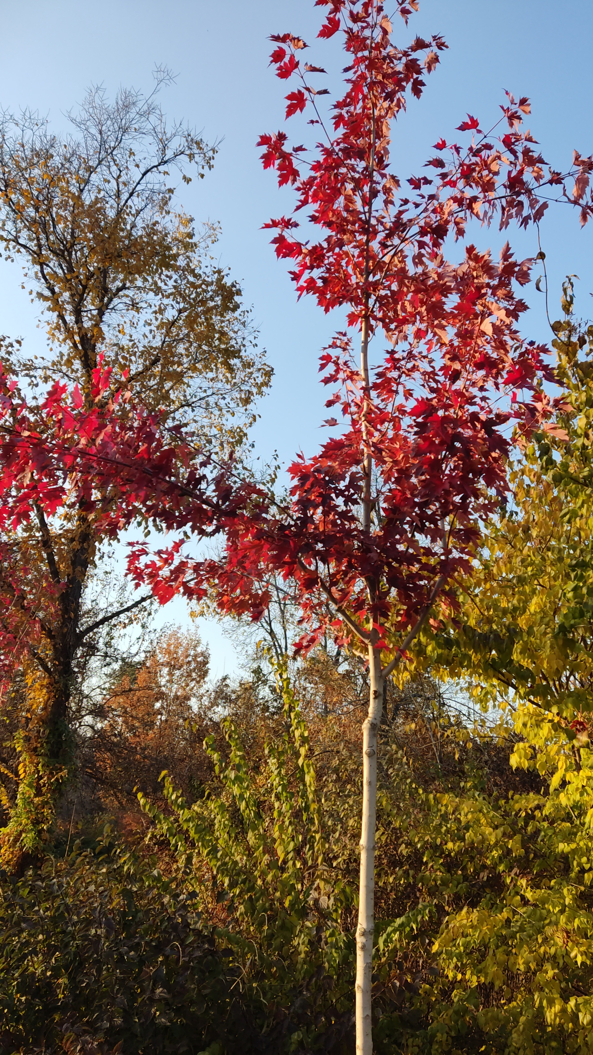 Sad time! Oh charm! - My, Autumn, Forest, Nature, Longpost