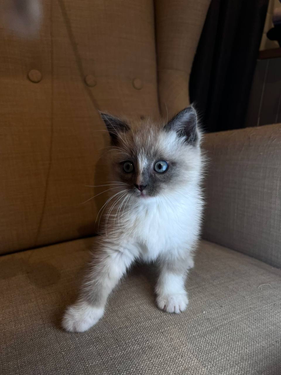 Cute kittens are looking for the kindest hands in the world - Shelter, Animal shelter, In good hands, Volunteering, Helping animals, The rescue, Overexposure, Veterinary, Animal Rescue, Help, Moscow region, Moscow, No rating, Kittens, Longpost, cat