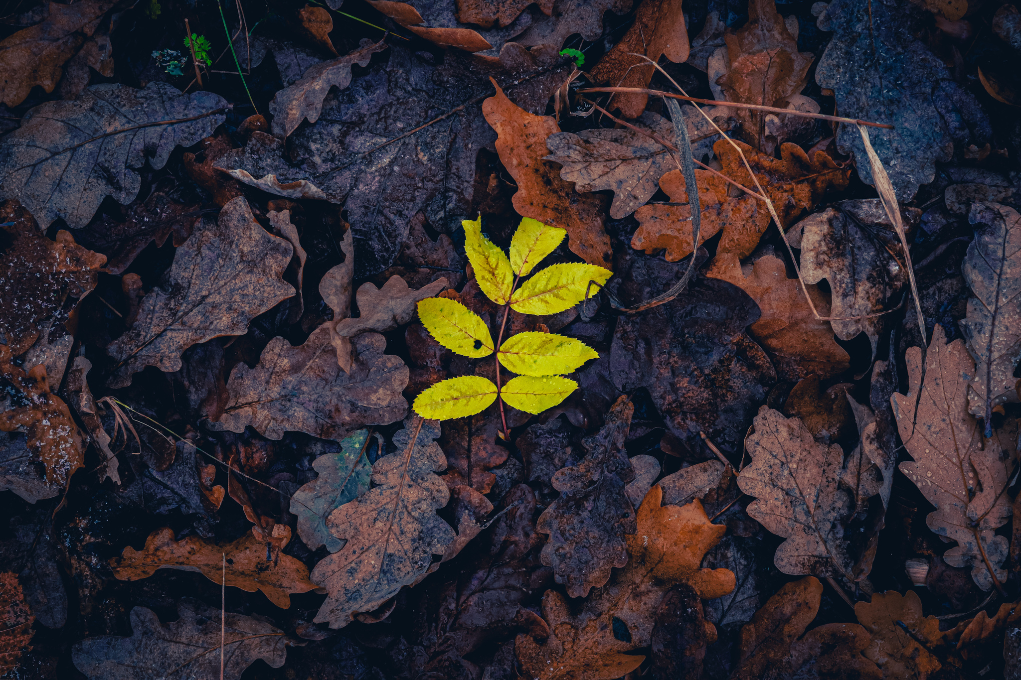 Осенне-мокрое - Моё, Фотография, Осень, Природа, Дождь, Грибы, Длиннопост