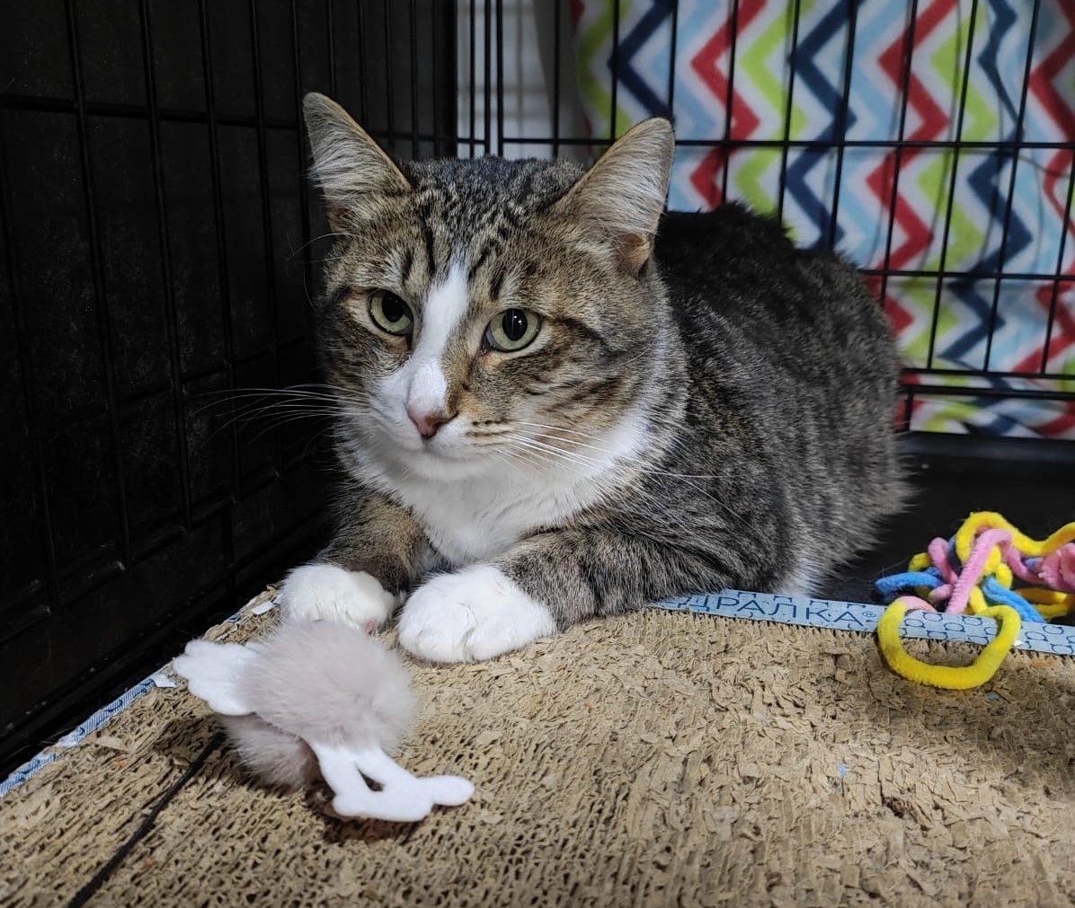 Shy cat Jupiter - My, cat, In good hands, Animal Rescue, Homeless animals, Moscow, Moscow region, Cat Show, Milota, Animal shelter, Help, Longpost, Video, Vertical video, Murkosh shelter