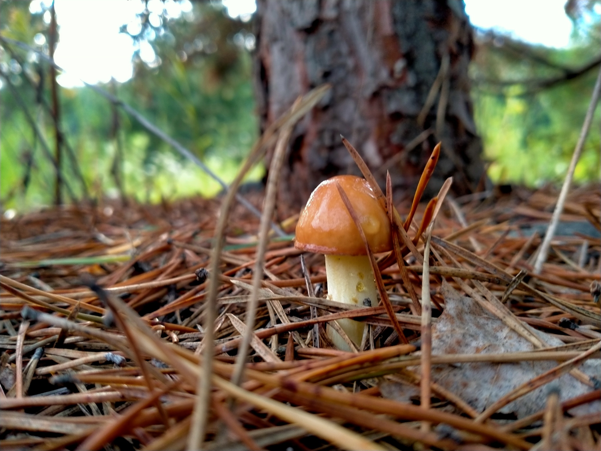 Fungus - My, Mobile photography, Mushrooms, Mushroom pickers, Forest, wildlife, The nature of Russia