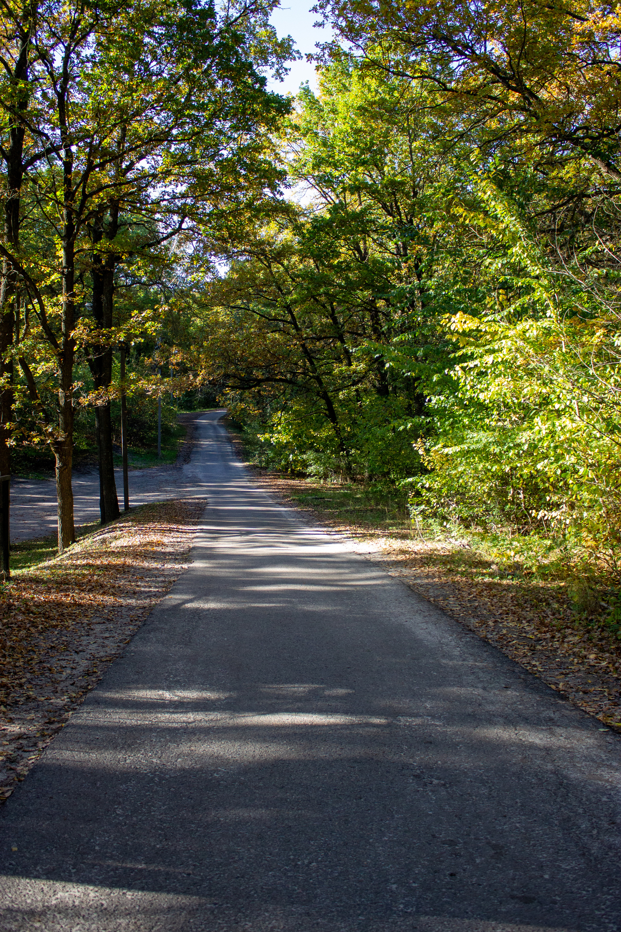 Park in the Belgorod region - My, Canon 1100d, Beginning photographer, Longpost, The park, Treadmill, Tree