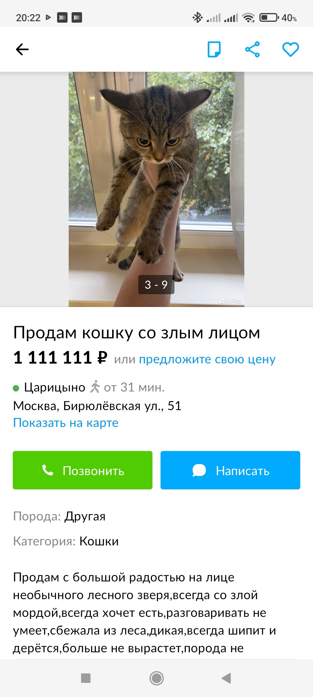 Кошка со злым лицом - Кот, Юмор, Котэ Махарадзе, Длиннопост, Объявление на авито