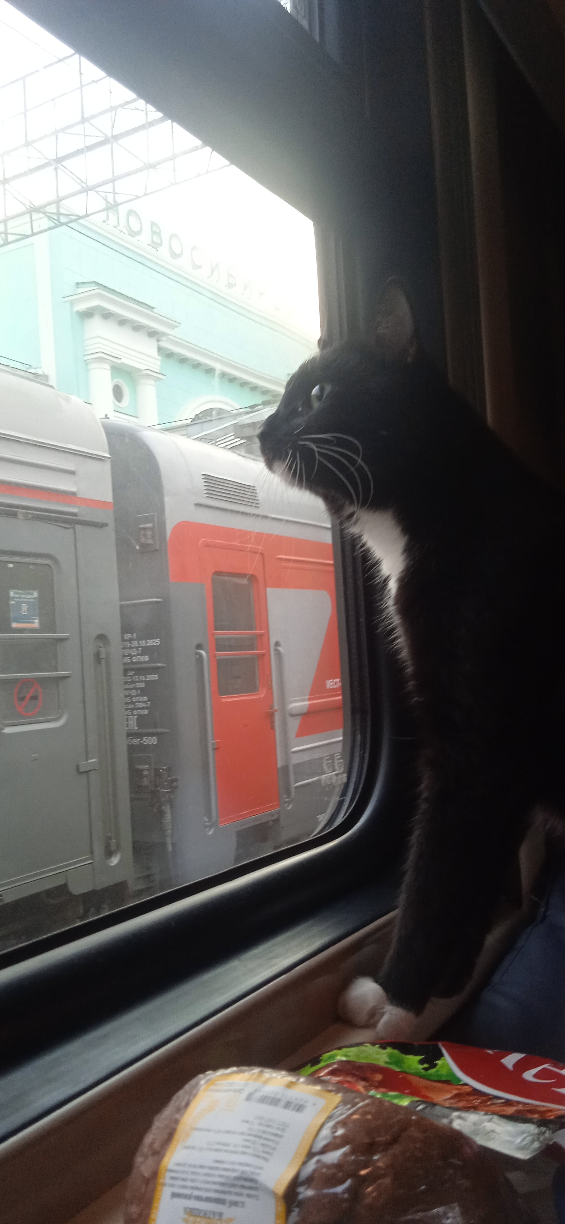 And we are traveling - My, cat, A train, Russian Railways, The photo, Mobile photography, Longpost