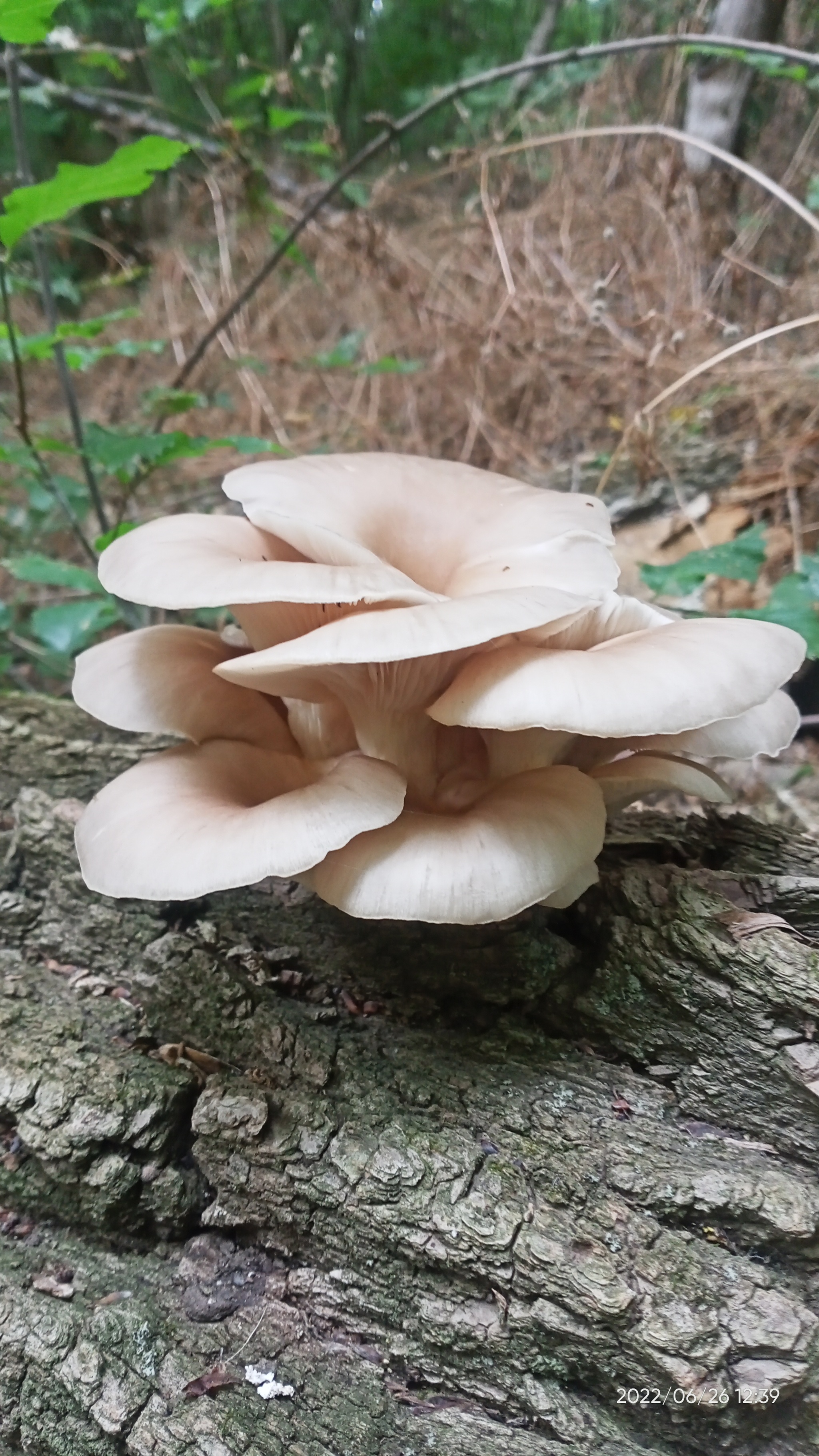 Season 2022. Stavropol - My, Mushrooms, Forest, Autumn, Autumn leaves, Nature, Longpost