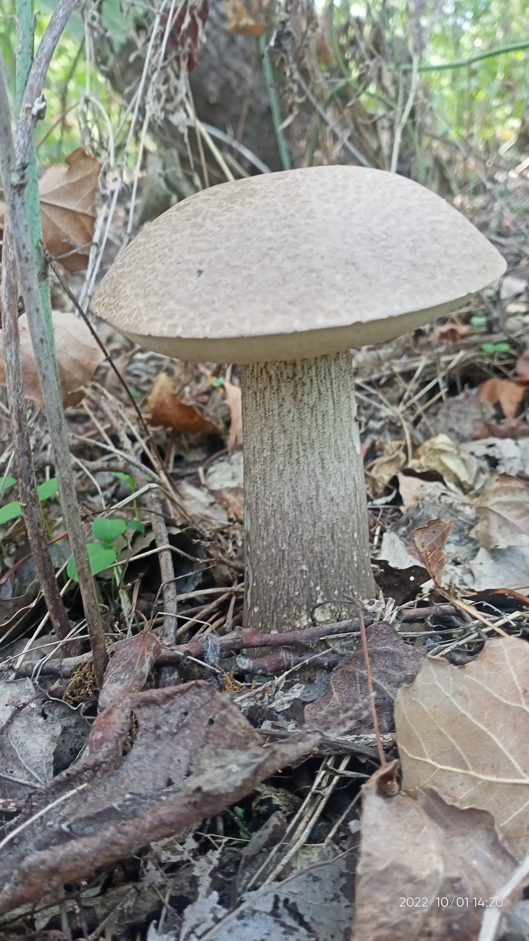 Season 2022. Stavropol - My, Mushrooms, Forest, Autumn, Autumn leaves, Nature, Longpost