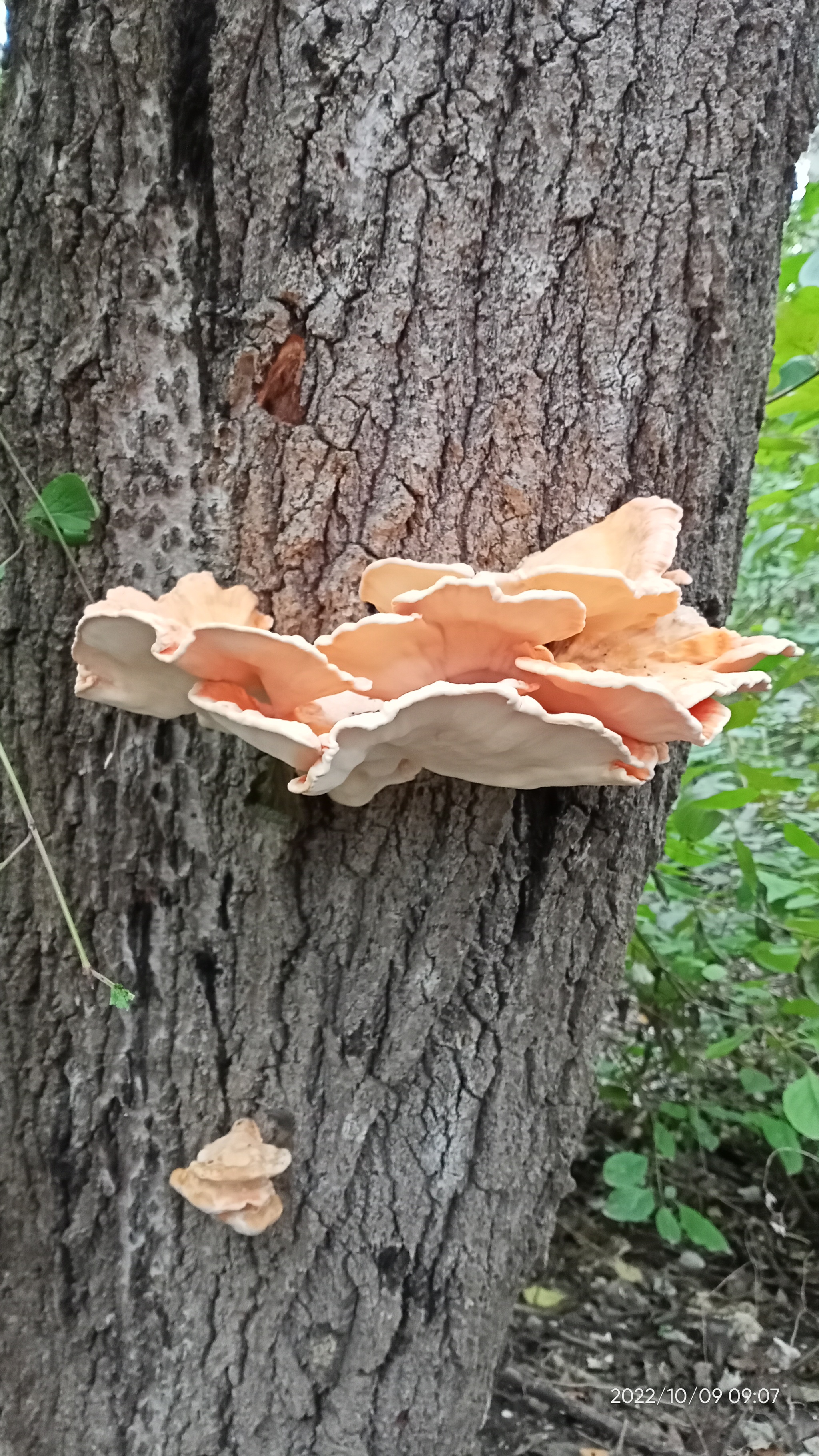 Season 2022. Stavropol - My, Mushrooms, Forest, Autumn, Autumn leaves, Nature, Longpost