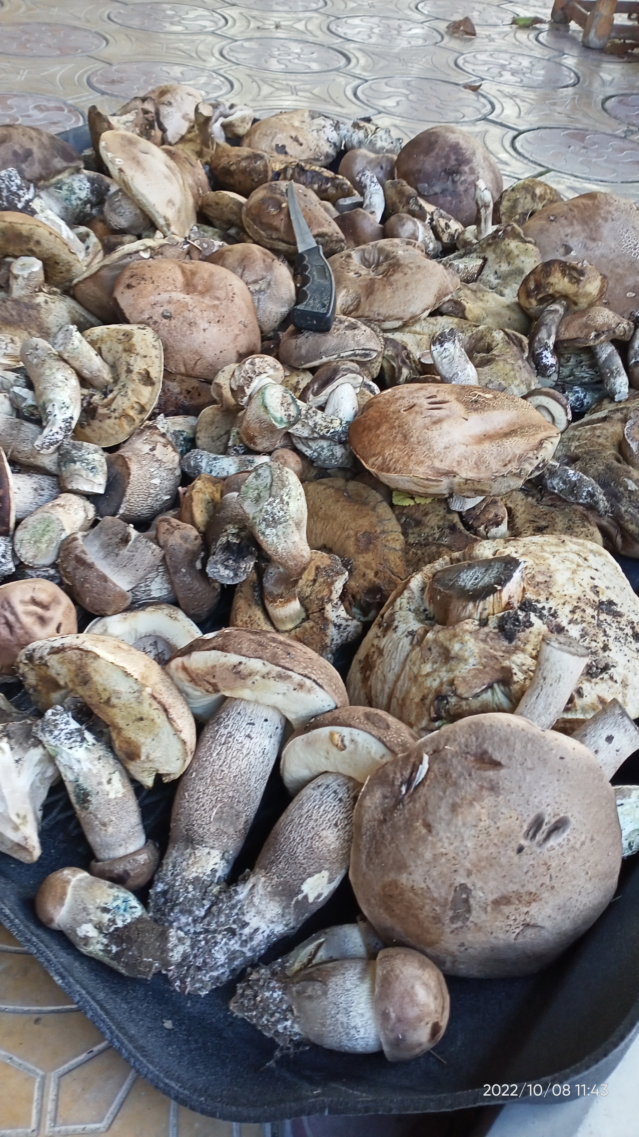 Season 2022. Stavropol - My, Mushrooms, Forest, Autumn, Autumn leaves, Nature, Longpost