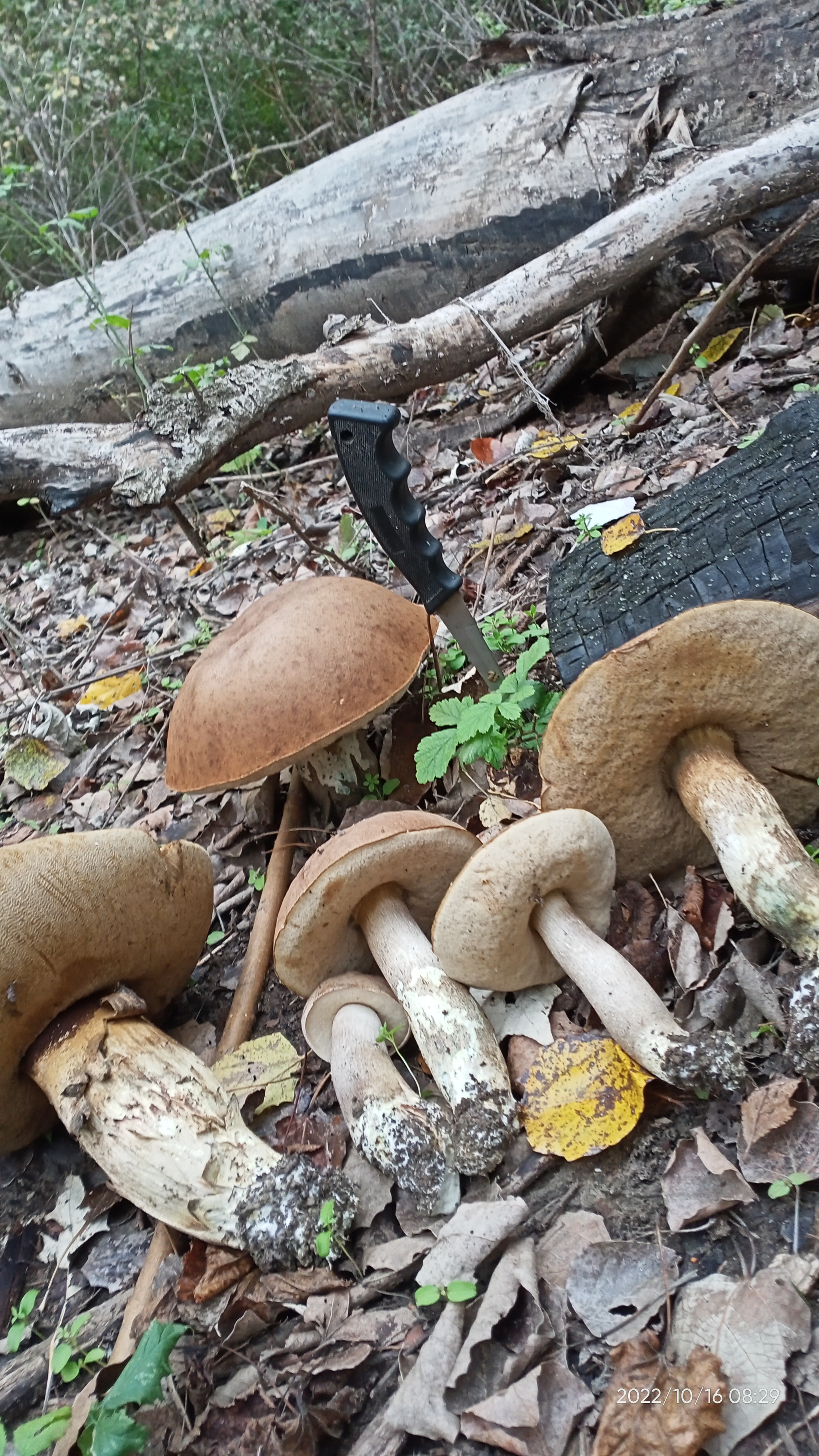 Season 2022. Stavropol - My, Mushrooms, Forest, Autumn, Autumn leaves, Nature, Longpost