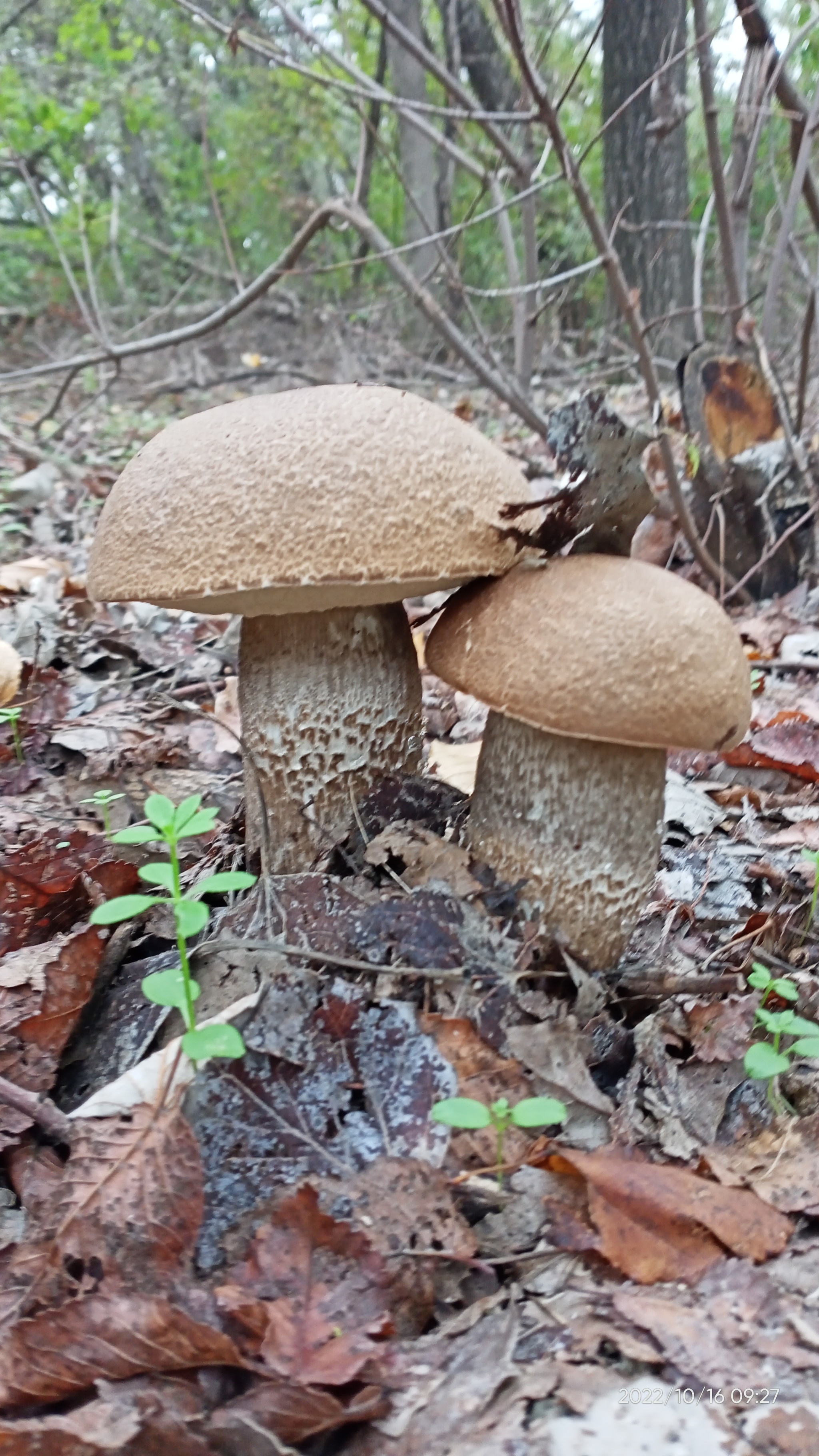 Season 2022. Stavropol - My, Mushrooms, Forest, Autumn, Autumn leaves, Nature, Longpost