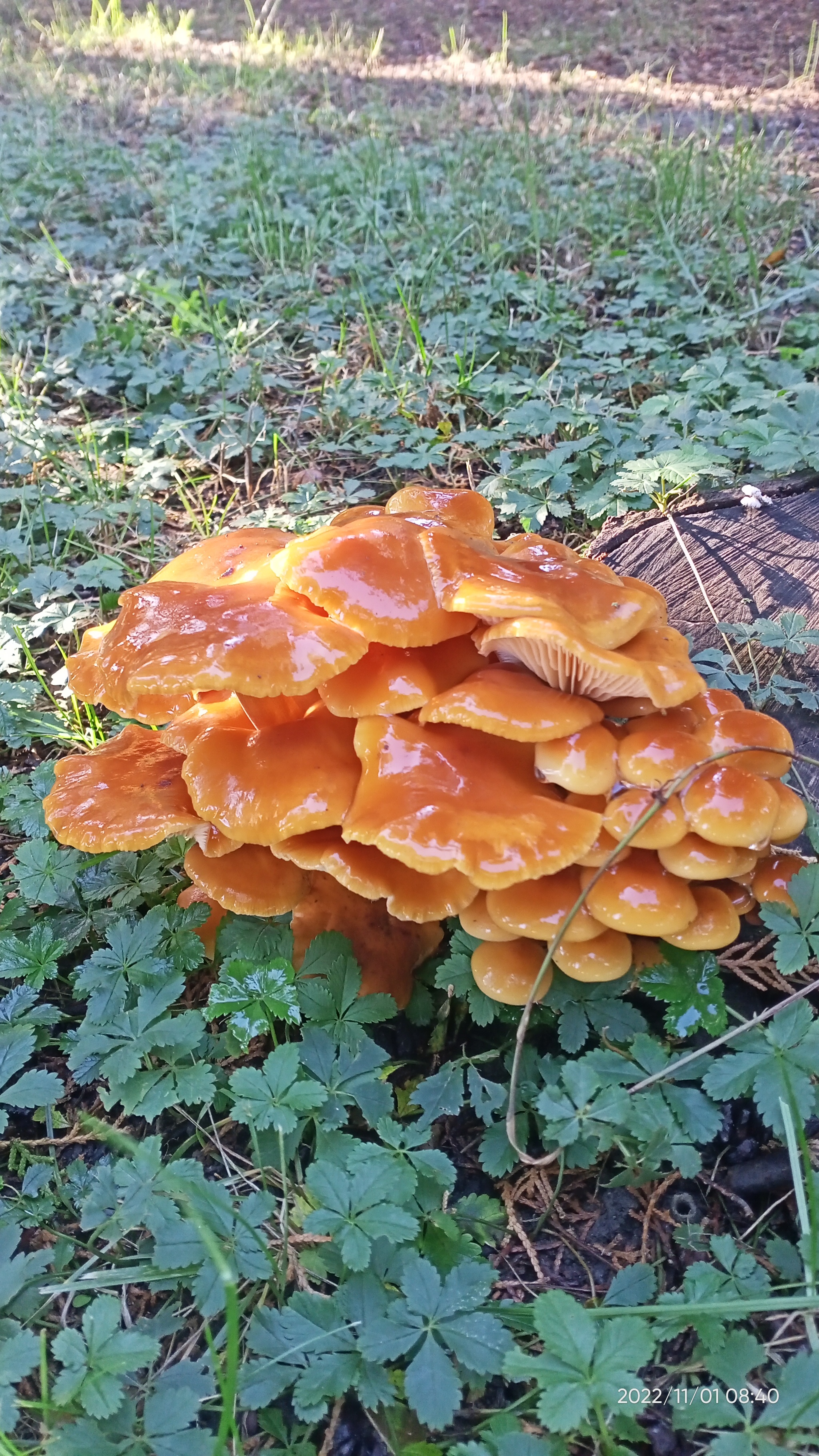 Season 2022. Stavropol - My, Mushrooms, Forest, Autumn, Autumn leaves, Nature, Longpost