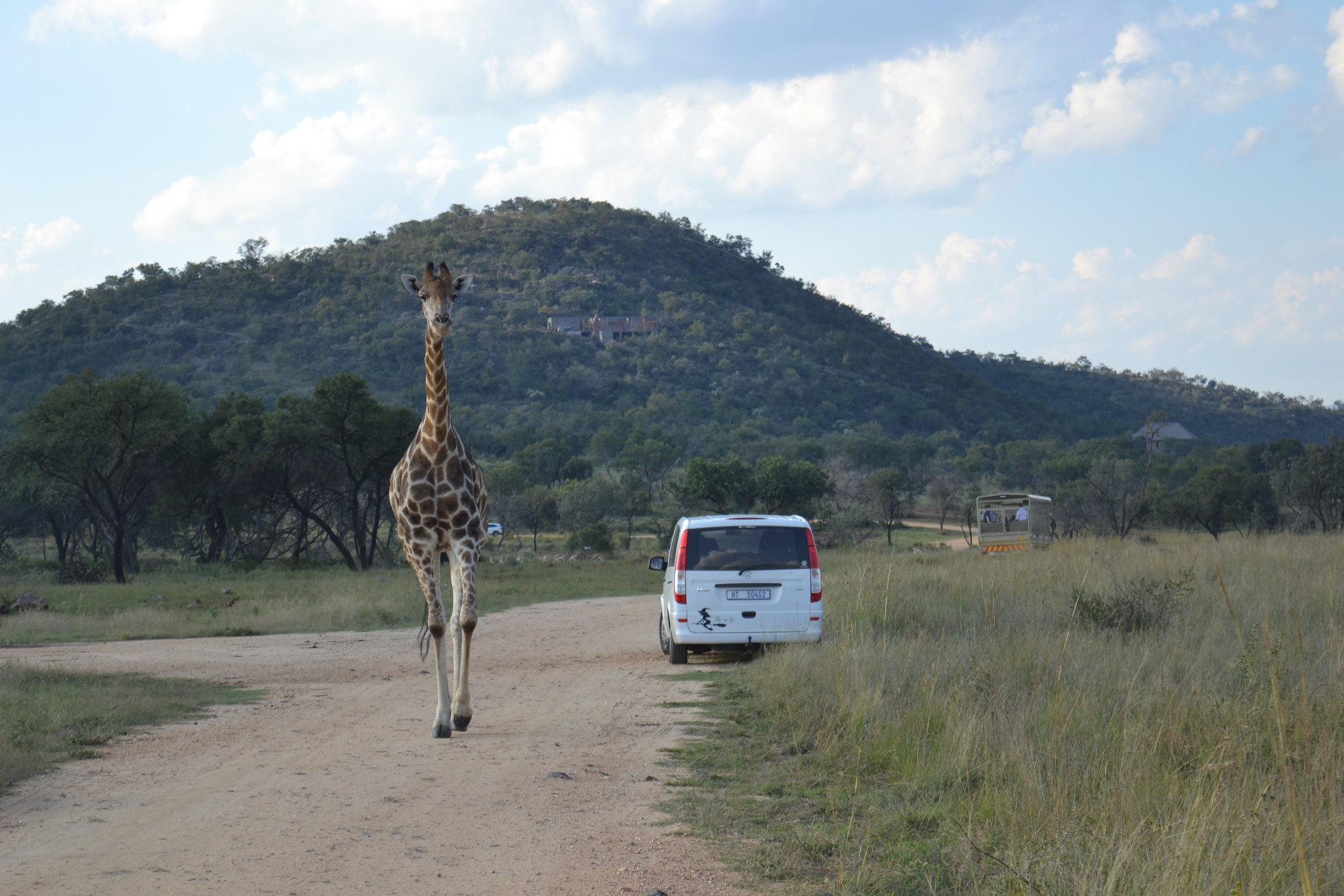 Go, children, to Africa for a walk (1) - My, Travels, Happiness, Motorcyclists, South Africa, Eames, Vacation, Desert, Adventures, Saidkar, Oppose, Johannesburg, Drive, Safari Park, South Africa, Longpost