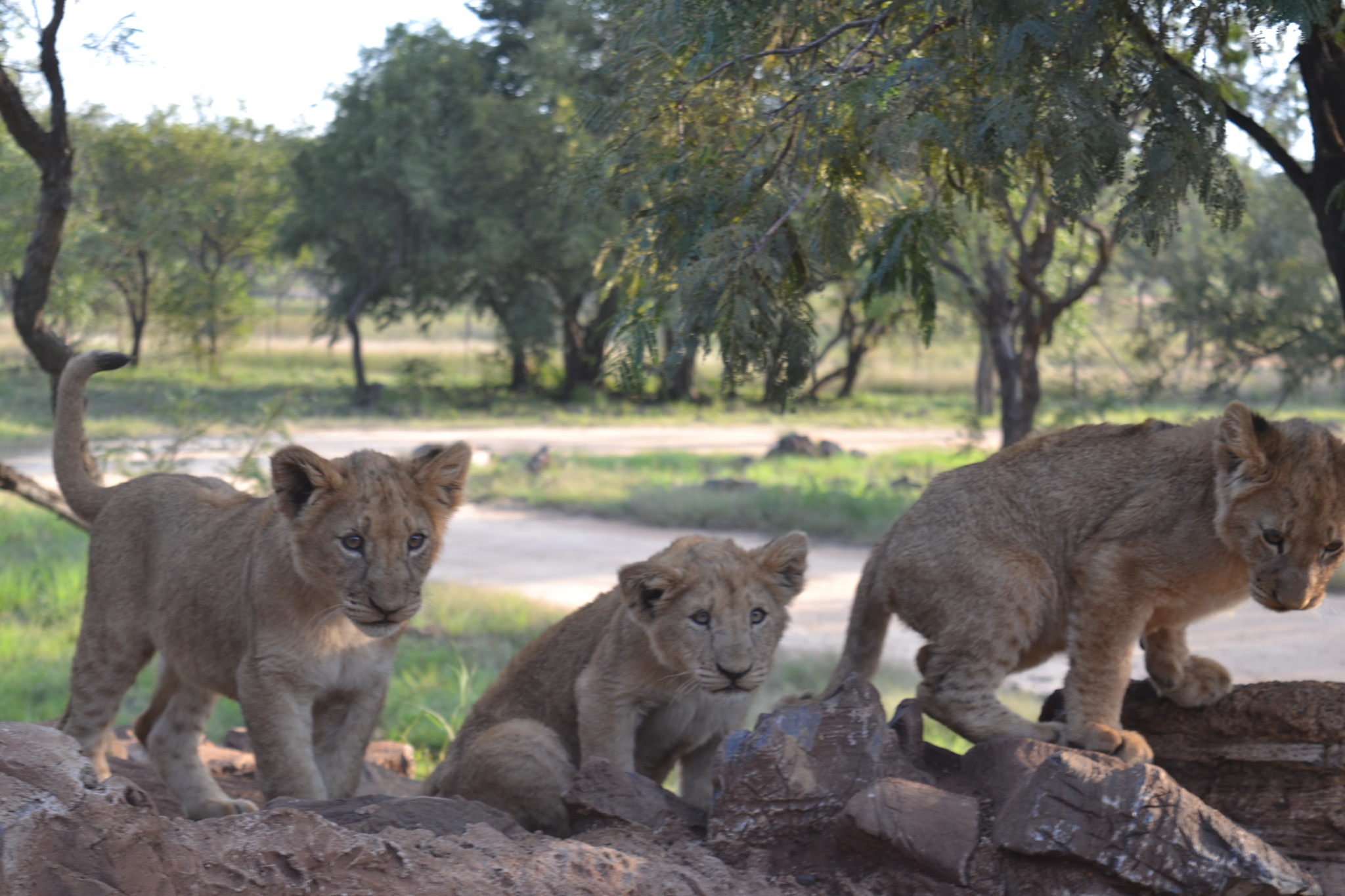 Go, children, to Africa for a walk (1) - My, Travels, Happiness, Motorcyclists, South Africa, Eames, Vacation, Desert, Adventures, Saidkar, Oppose, Johannesburg, Drive, Safari Park, South Africa, Longpost