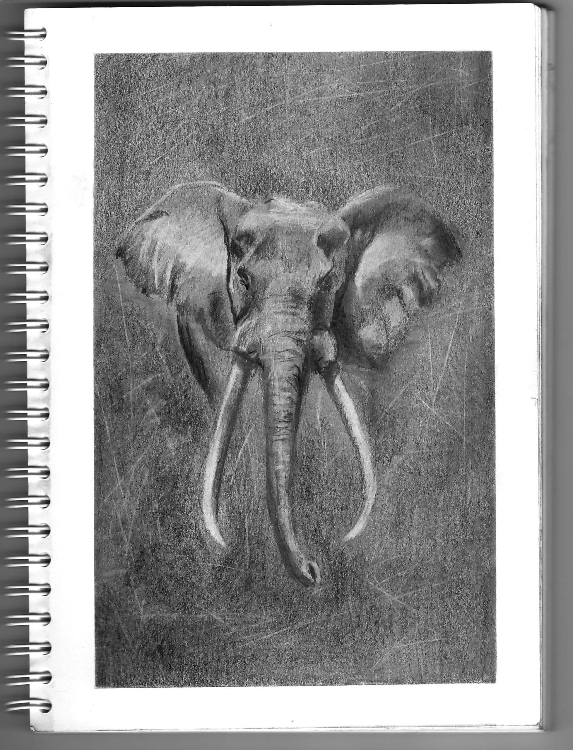 African elephant - My, Drawing, Sketch, Elephants, Graphite, Video, Soundless, Longpost